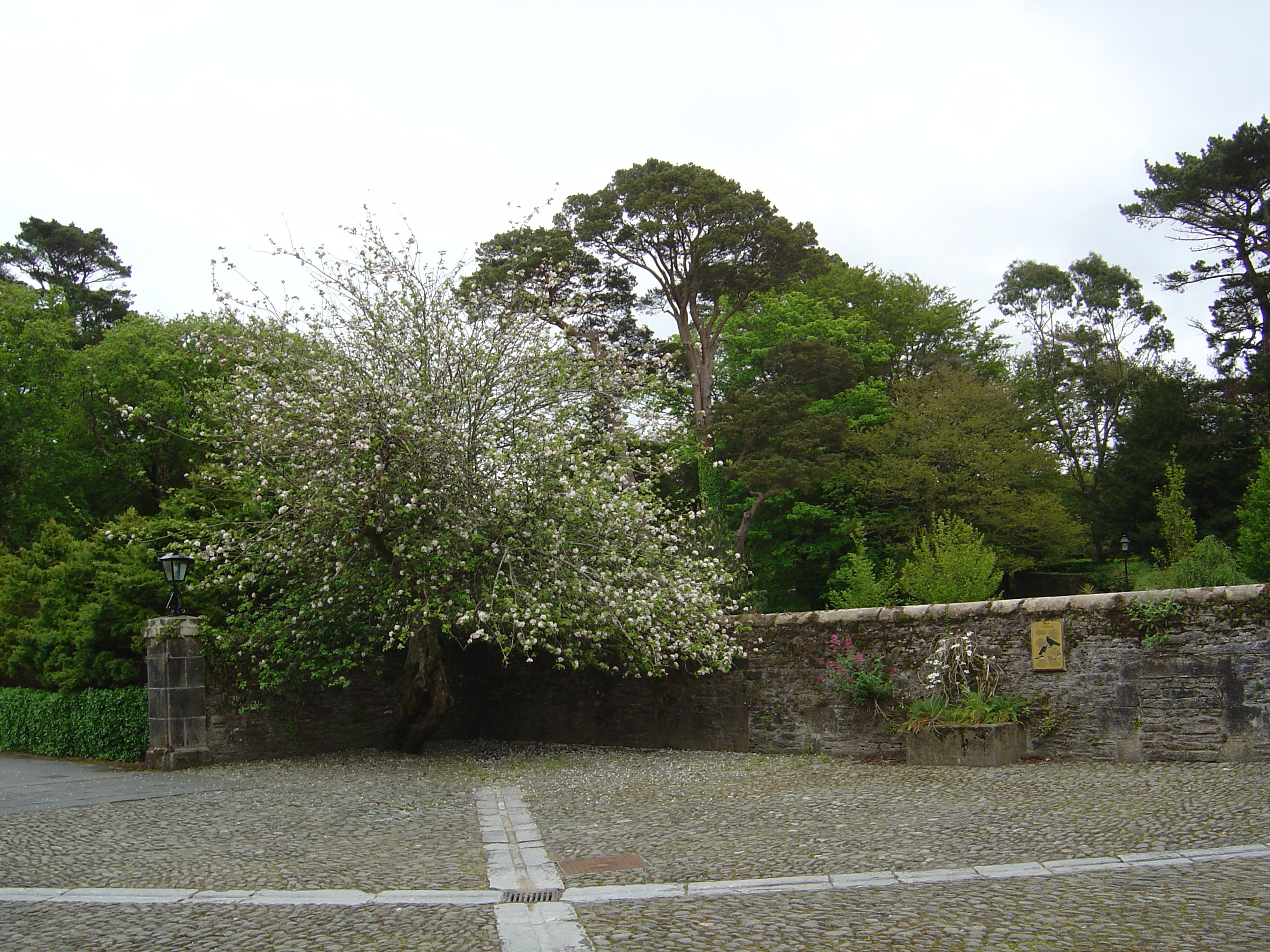 Picture Ireland Kerry Killarney National Park Muckross House 2004-05 43 - Tours Muckross House