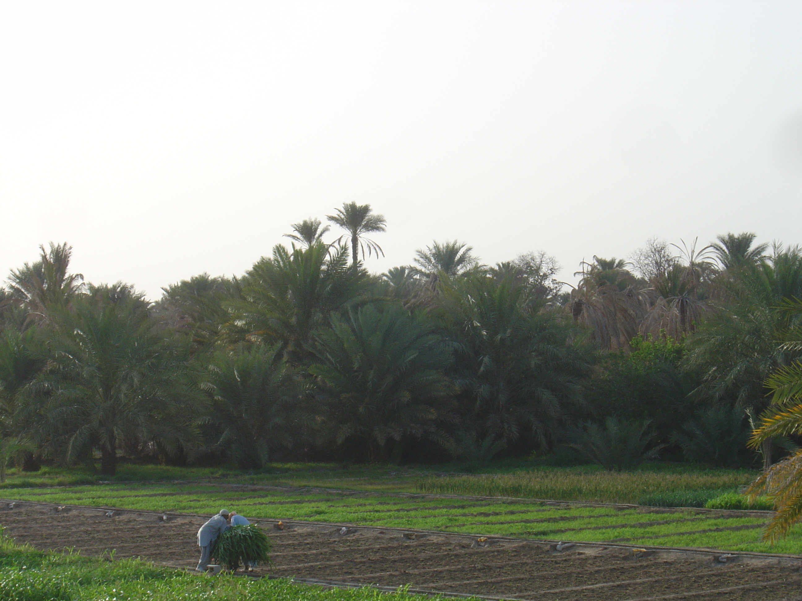 Picture Sultanate of Oman Mahada 2005-03 1 - Tour Mahada