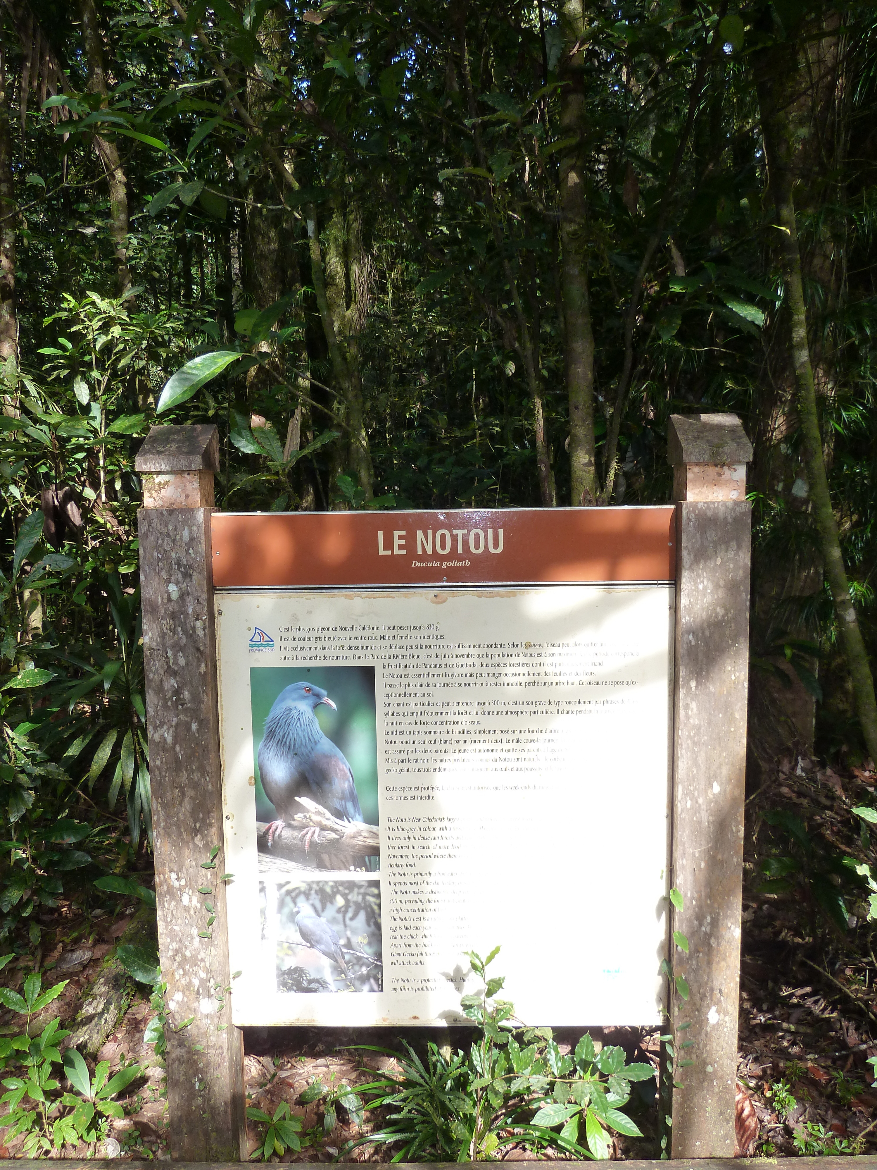 Picture New Caledonia Parc de la Riviere Bleue Le Grand Kaori 2010-05 3 - Tour Le Grand Kaori