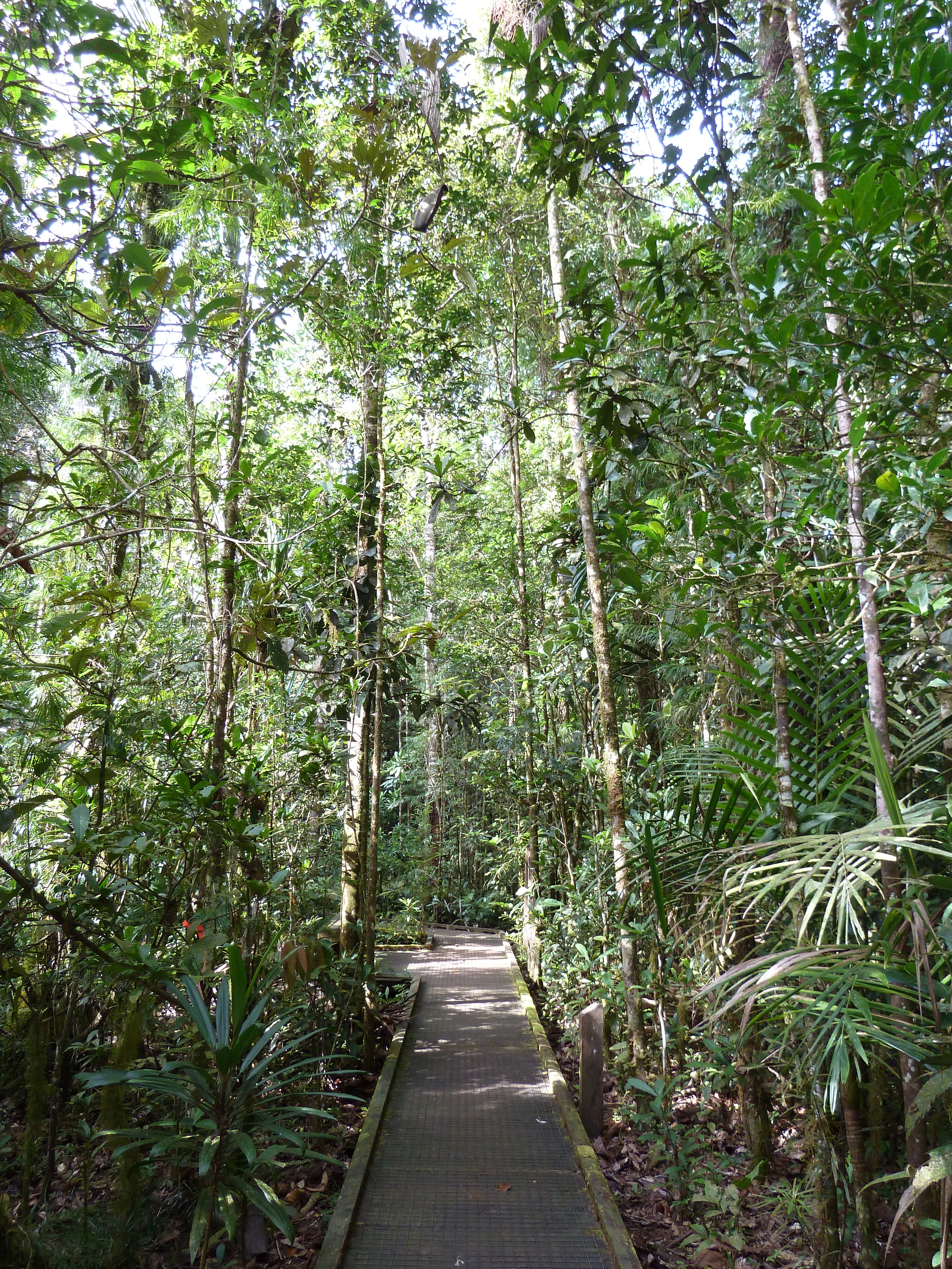 Picture New Caledonia Parc de la Riviere Bleue Le Grand Kaori 2010-05 5 - Recreation Le Grand Kaori