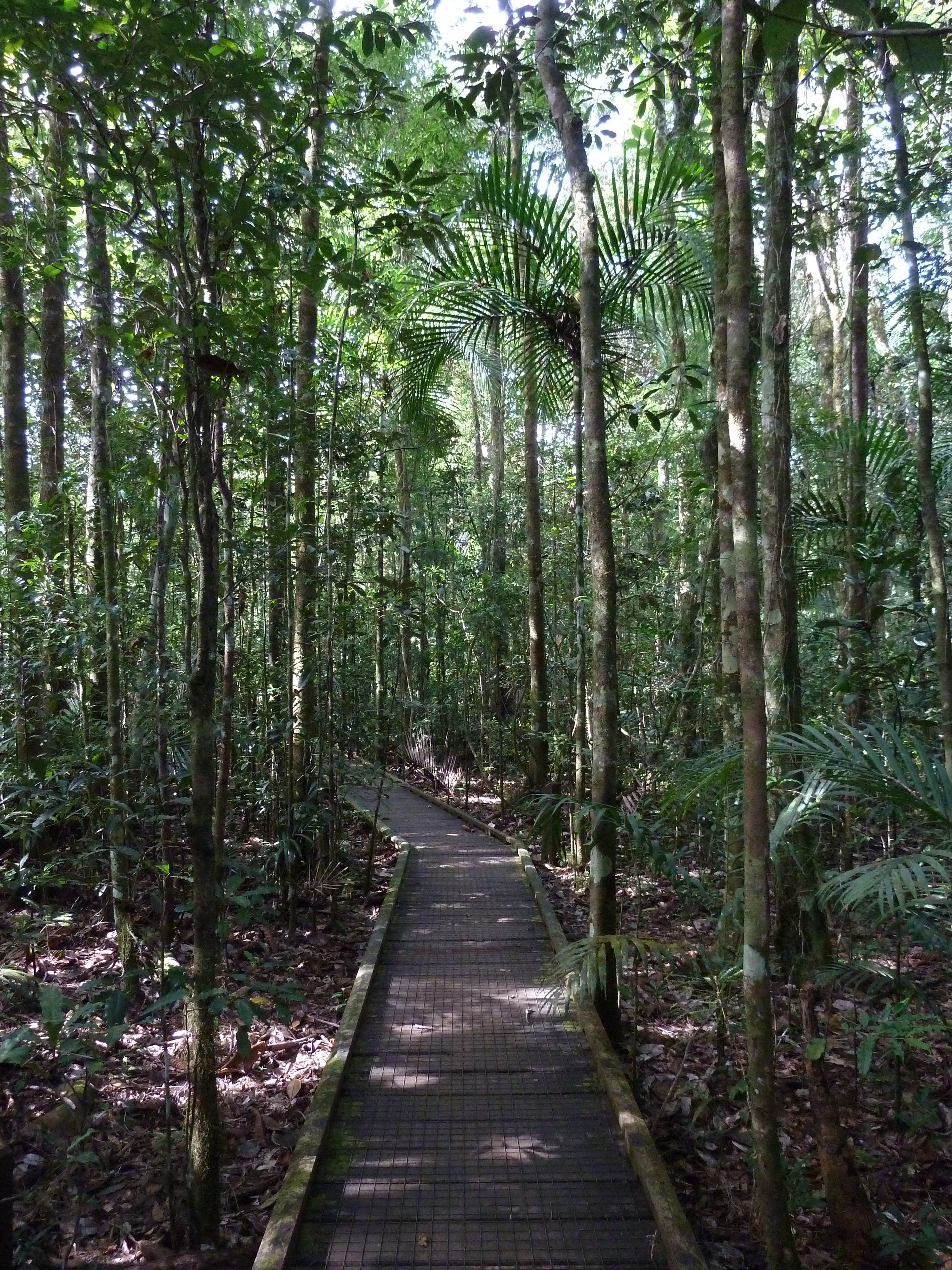 Picture New Caledonia Parc de la Riviere Bleue Le Grand Kaori 2010-05 21 - Tours Le Grand Kaori