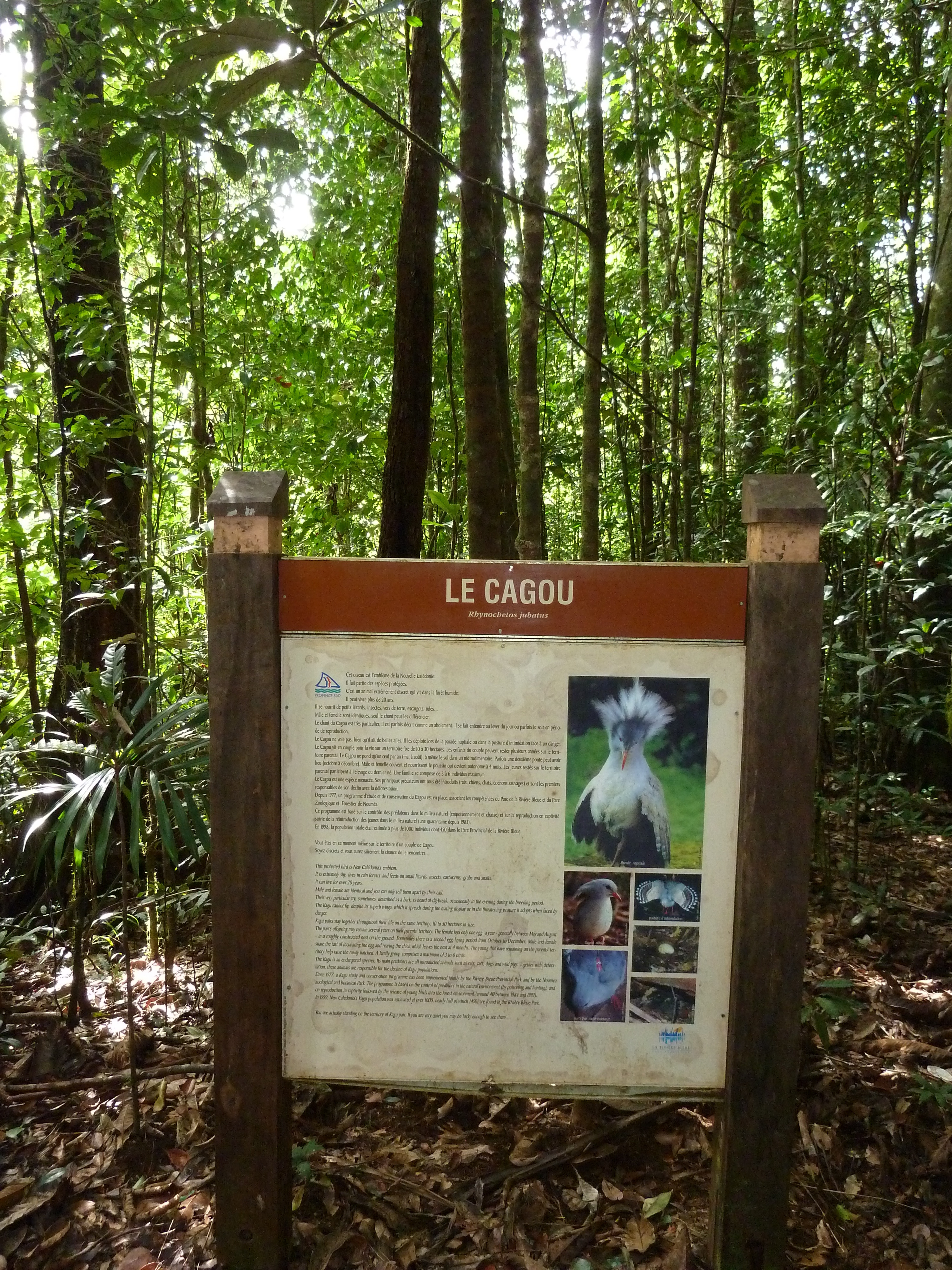 Picture New Caledonia Parc de la Riviere Bleue Le Grand Kaori 2010-05 27 - Discovery Le Grand Kaori