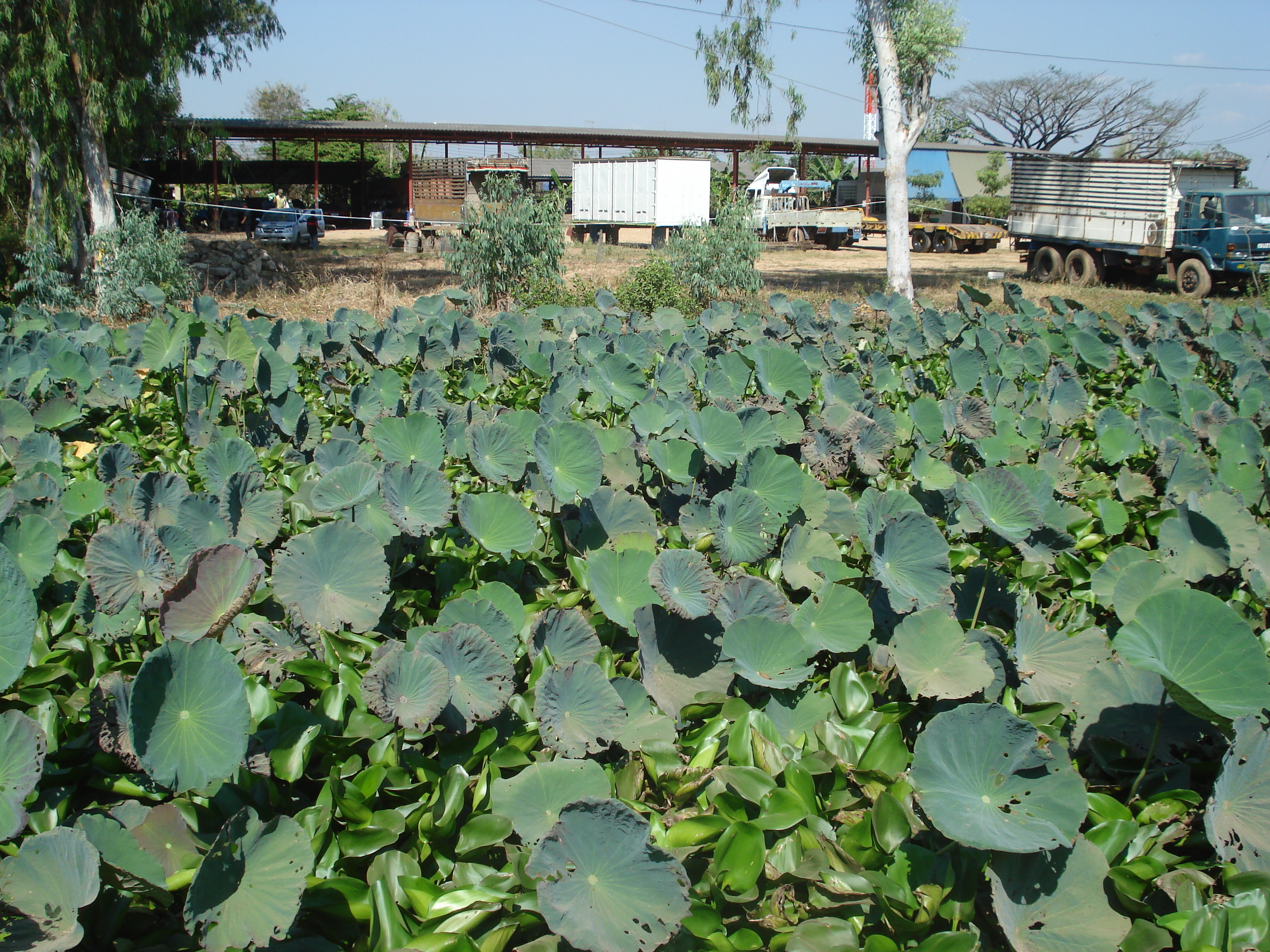 Picture Thailand Phitsanulok Mittraparp Road 2008-01 110 - Tours Mittraparp Road