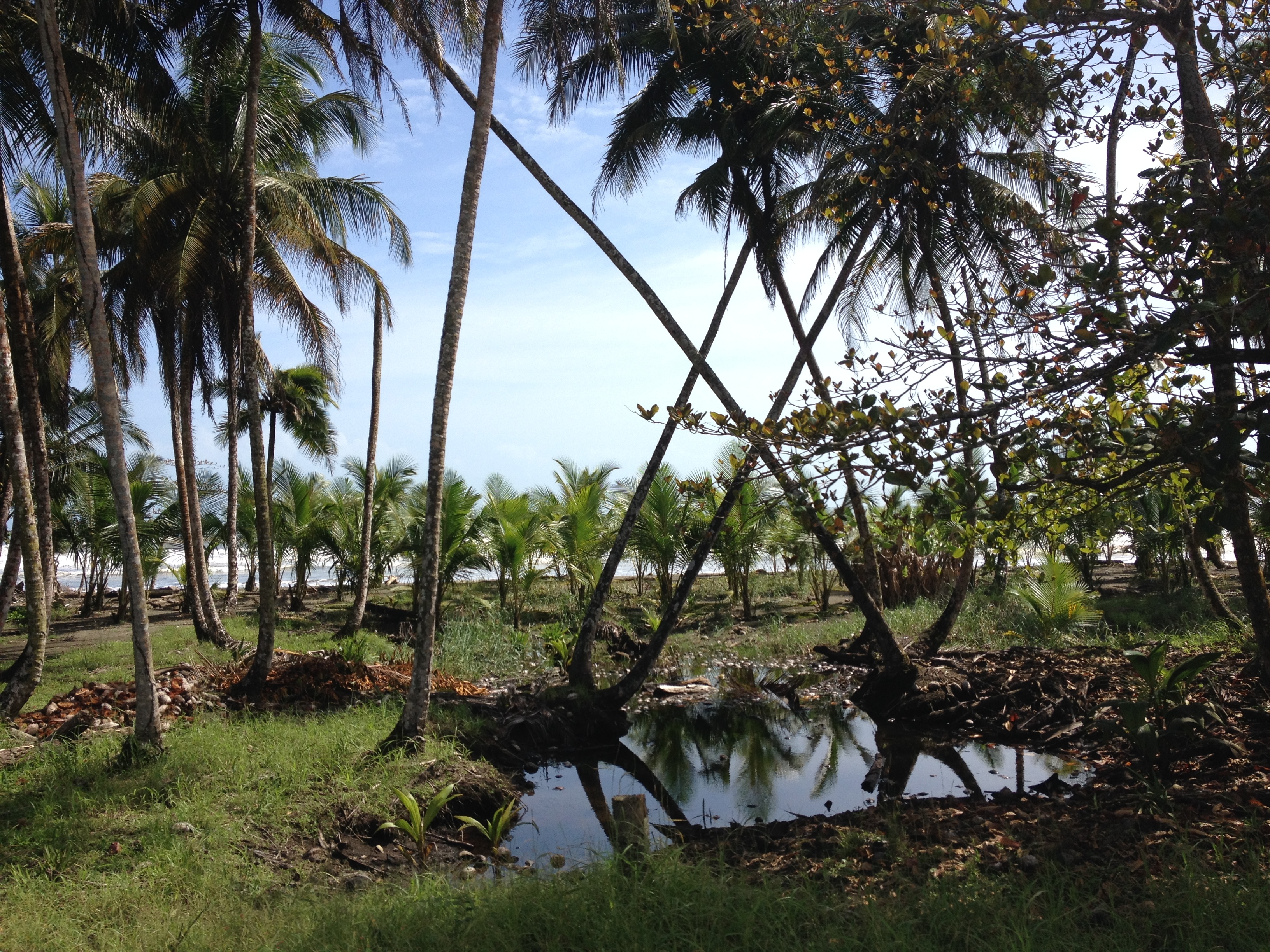 Picture Costa Rica Limon to Siquirres 2015-03 38 - Around Limon to Siquirres