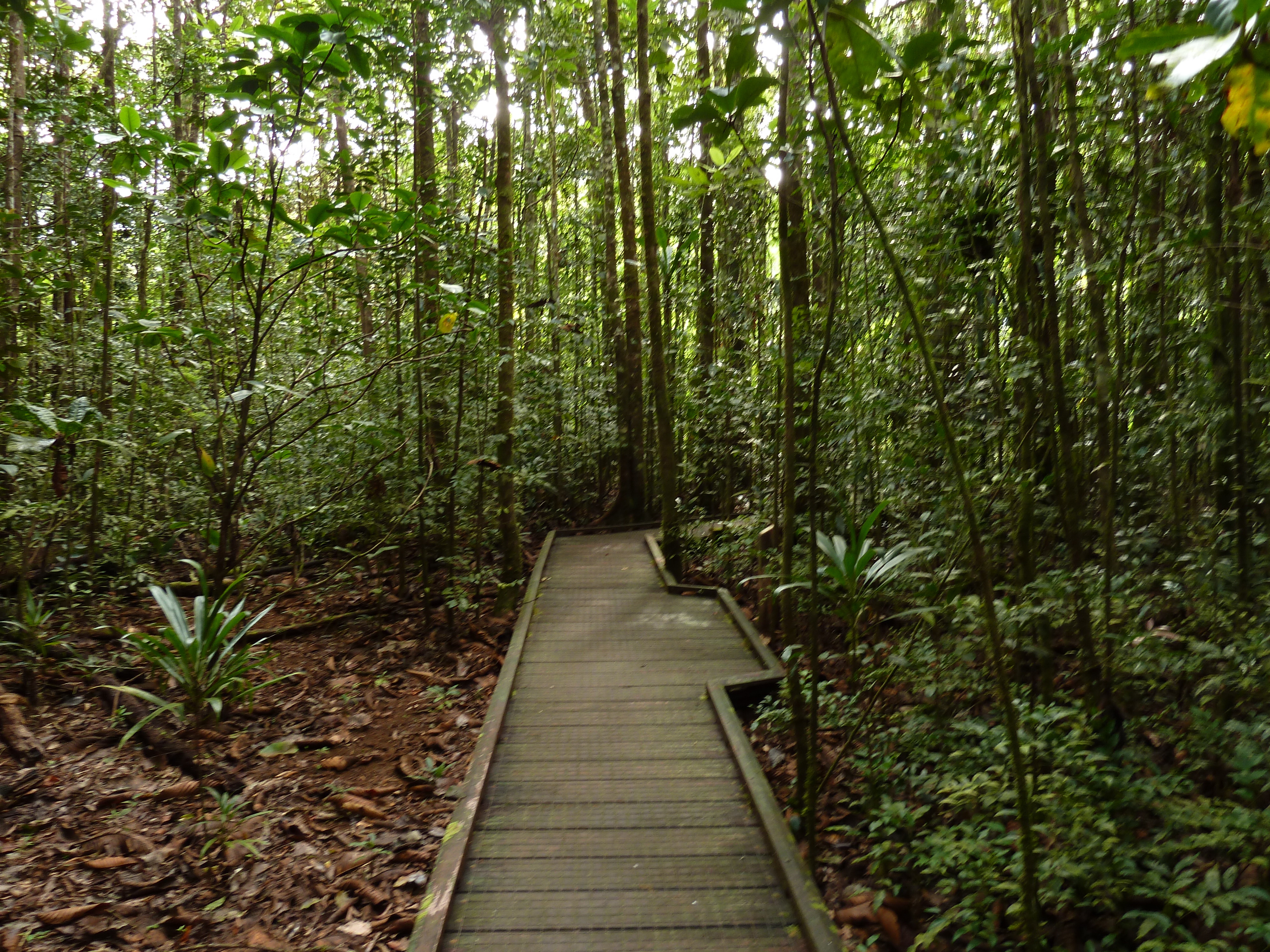 Picture New Caledonia Parc de la Riviere Bleue Le Grand Kaori 2010-05 17 - Journey Le Grand Kaori