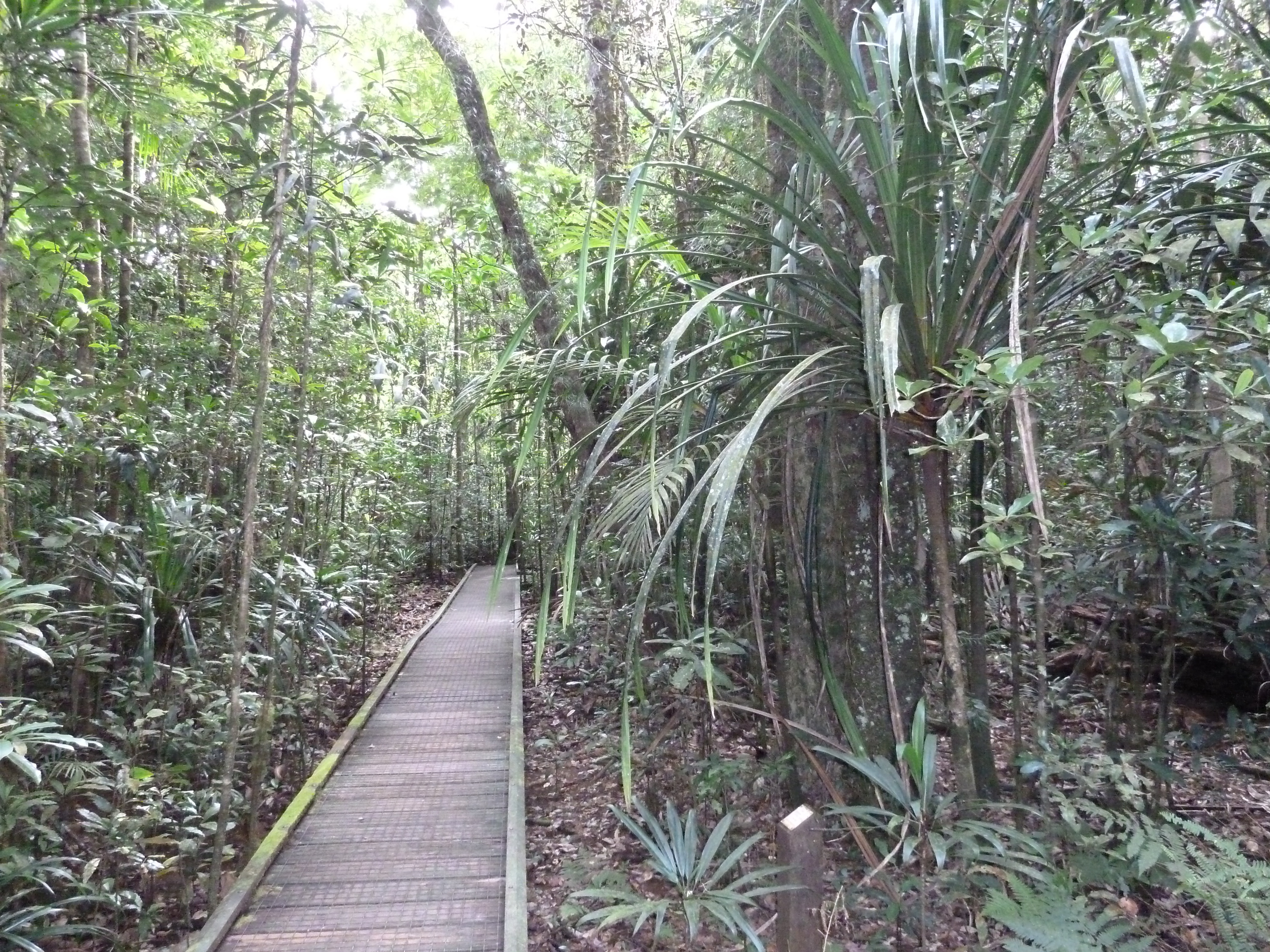 Picture New Caledonia Parc de la Riviere Bleue Le Grand Kaori 2010-05 20 - Recreation Le Grand Kaori