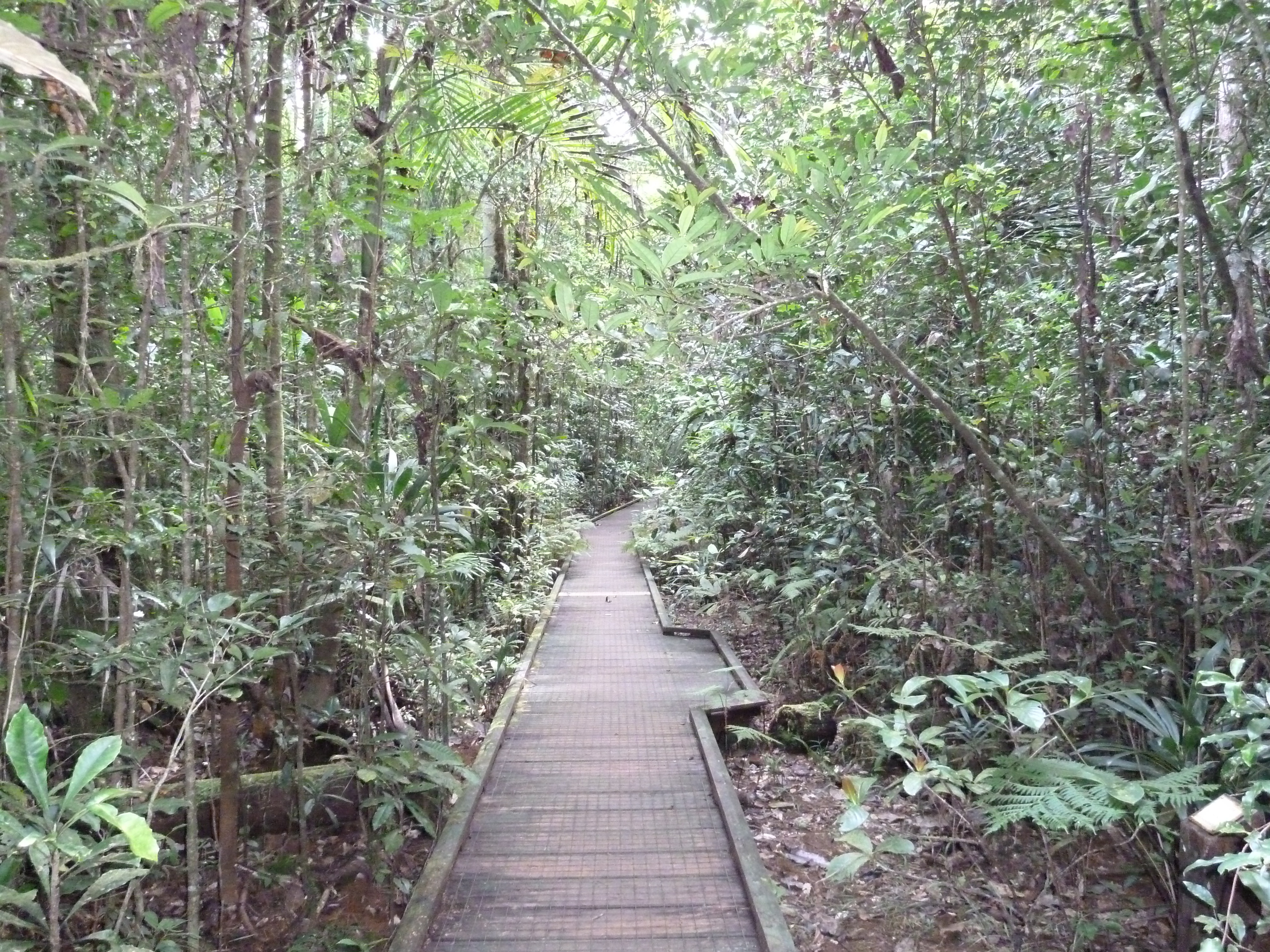 Picture New Caledonia Parc de la Riviere Bleue Le Grand Kaori 2010-05 28 - History Le Grand Kaori