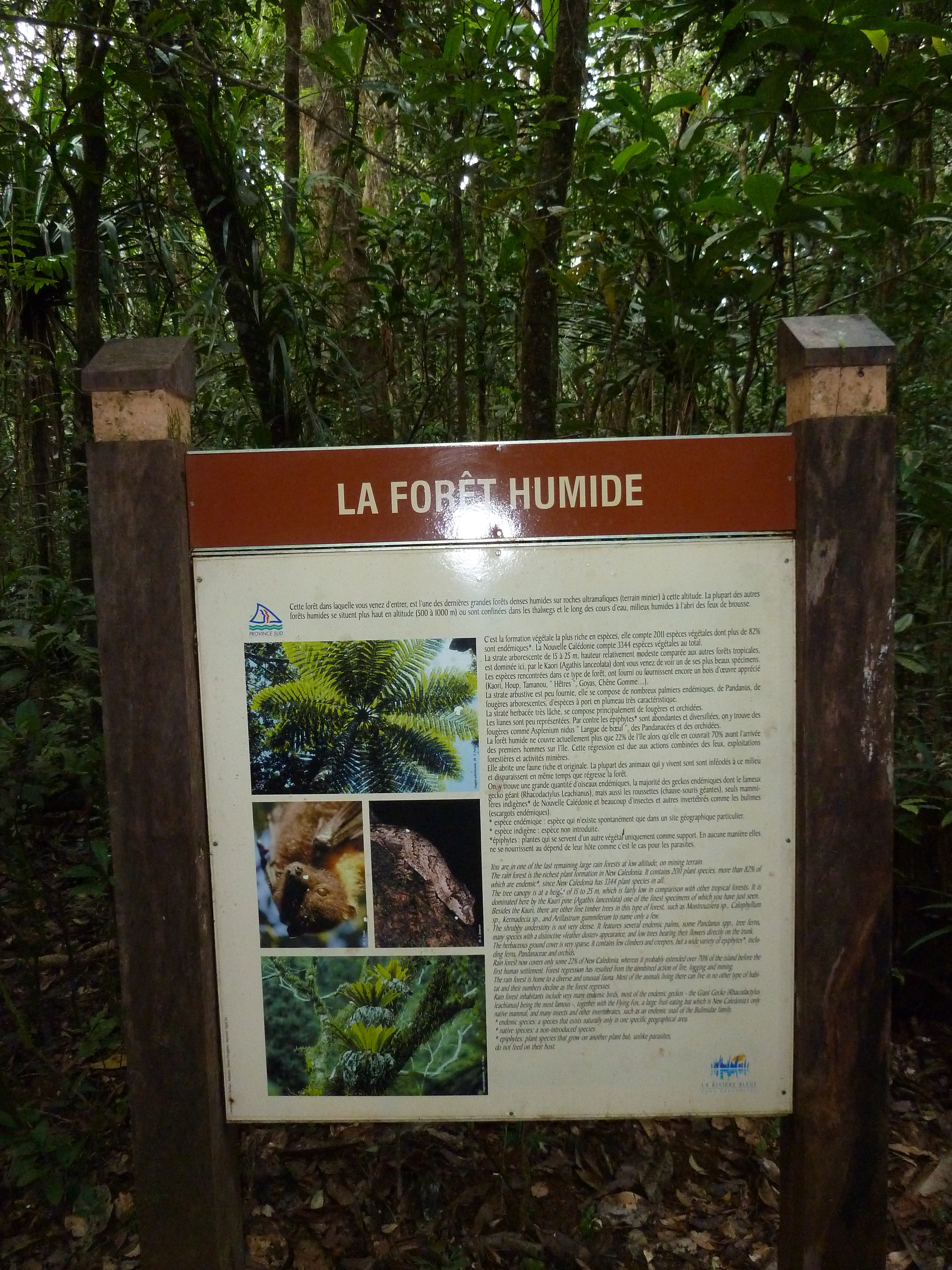 Picture New Caledonia Parc de la Riviere Bleue Le Grand Kaori 2010-05 10 - Journey Le Grand Kaori