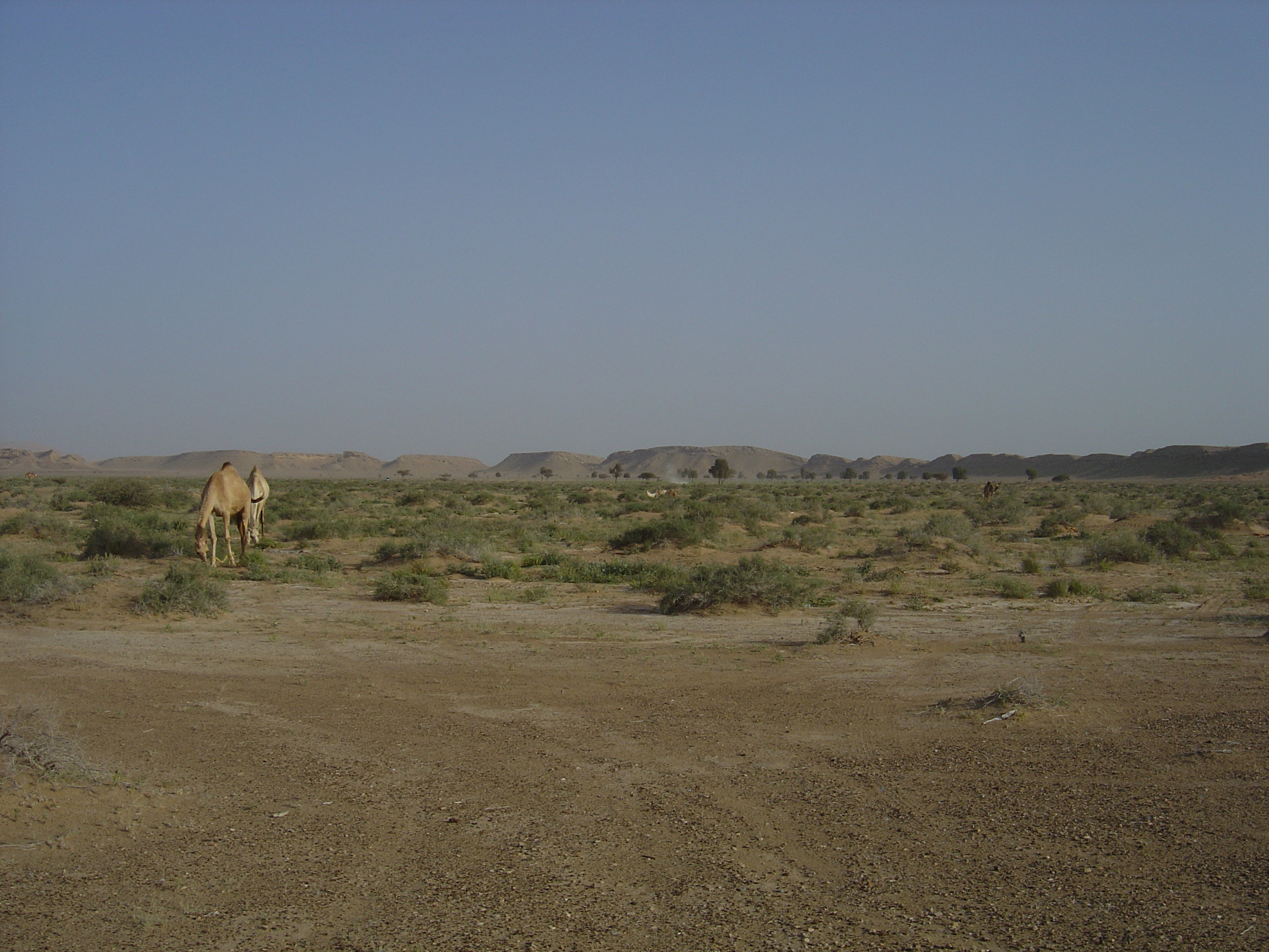 Picture Sultanate of Oman Buraimi to Mahada road 2005-03 44 - Recreation Buraimi to Mahada road