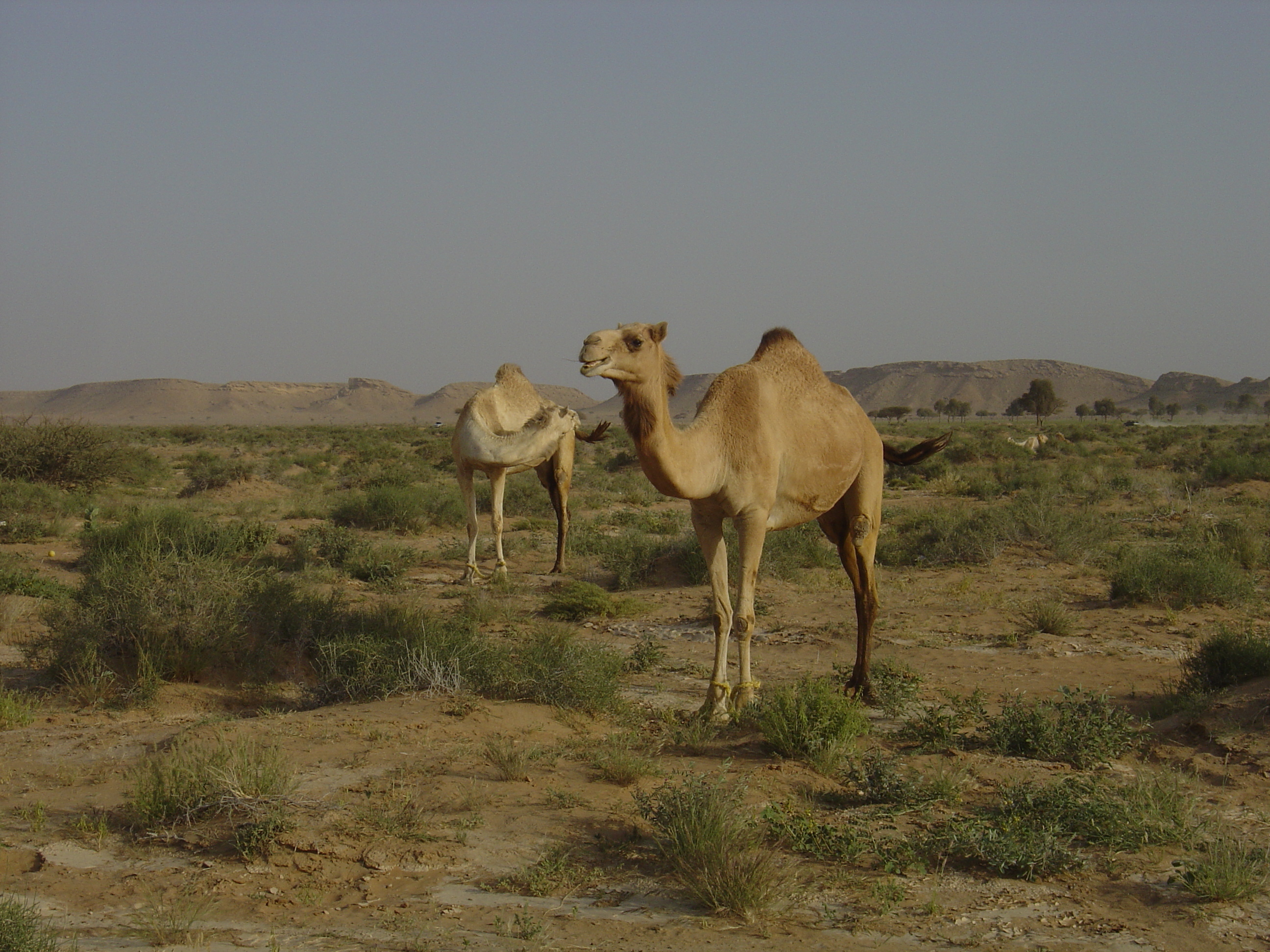 Picture Sultanate of Oman Buraimi to Mahada road 2005-03 35 - Tours Buraimi to Mahada road