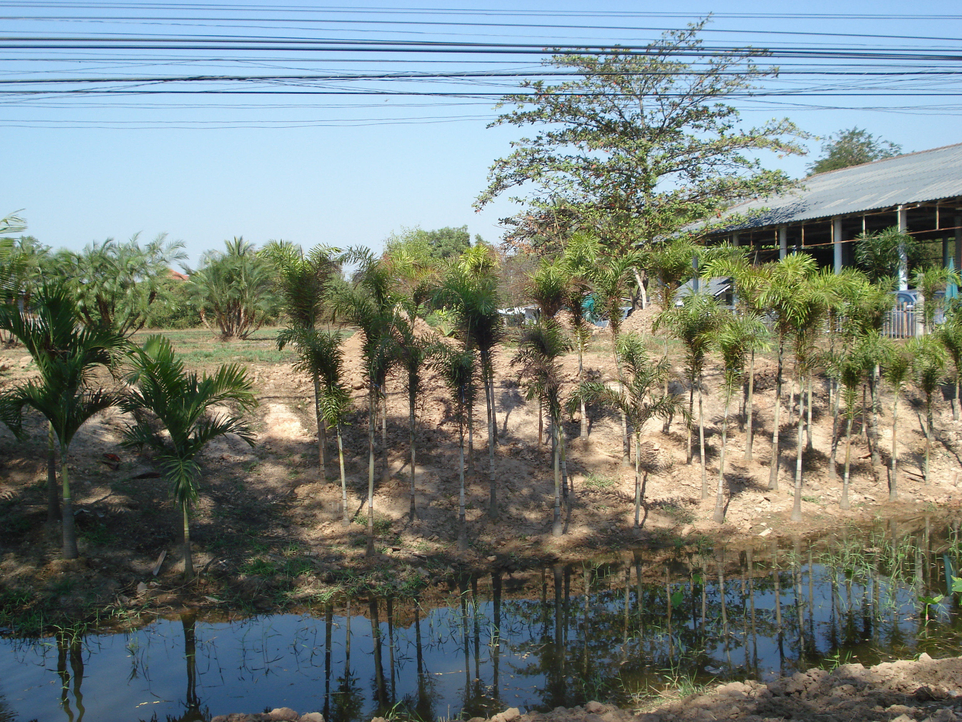 Picture Thailand Phitsanulok Mittraparp Road 2008-01 12 - Journey Mittraparp Road