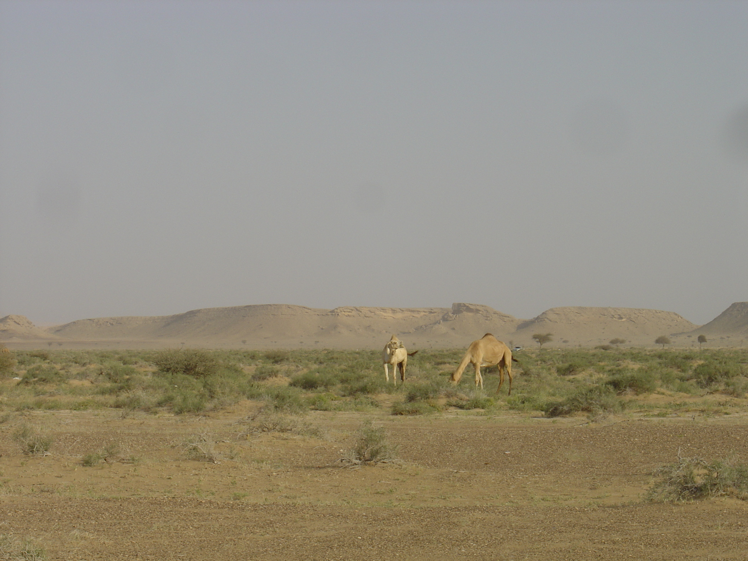 Picture Sultanate of Oman Buraimi to Mahada road 2005-03 27 - Around Buraimi to Mahada road