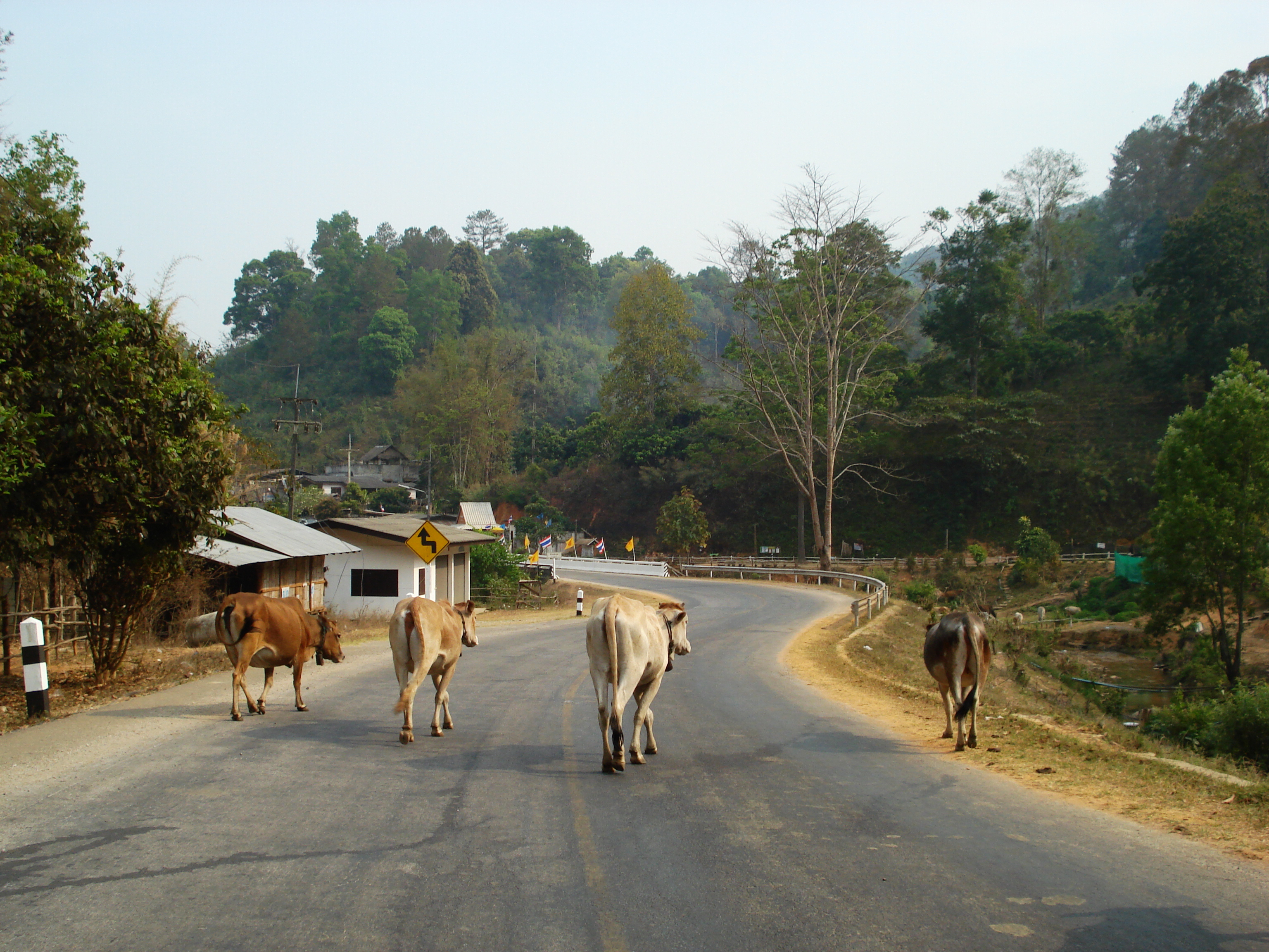 Picture Thailand Chiang Mai to Pai road 2007-02 64 - Tour Chiang Mai to Pai road