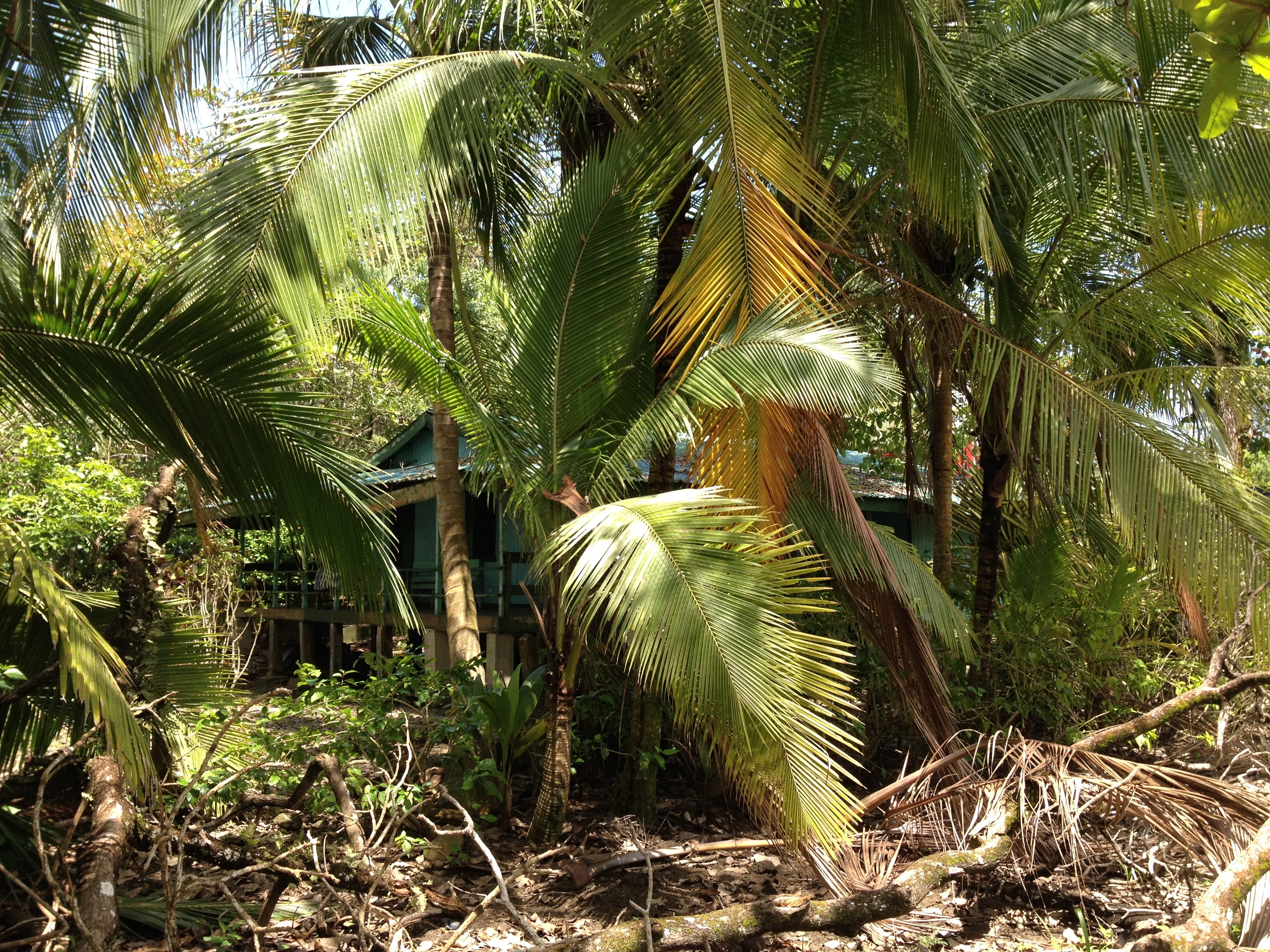 Picture Costa Rica Cahuita 2015-03 256 - Tour Cahuita