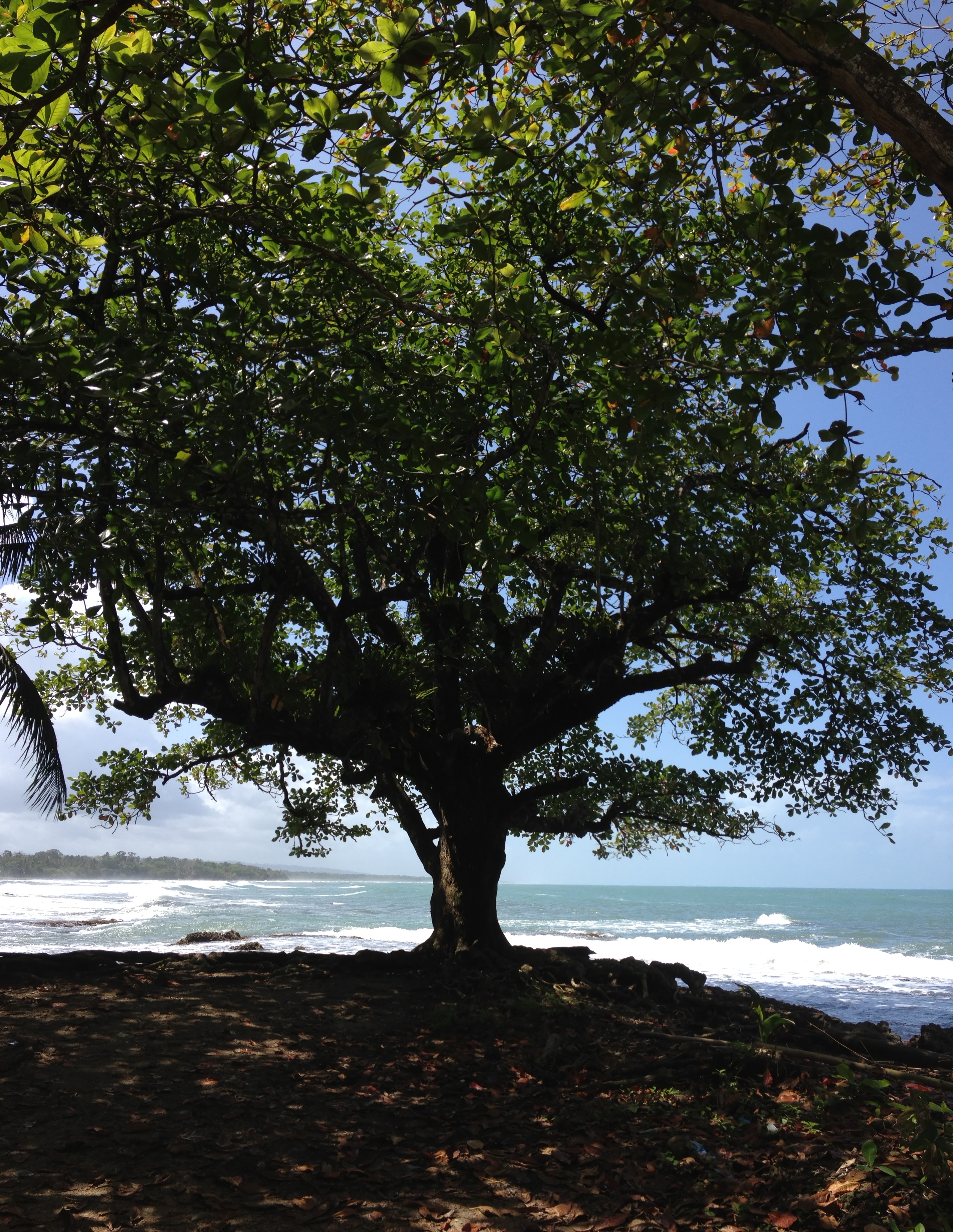 Picture Costa Rica Cahuita 2015-03 270 - Tours Cahuita