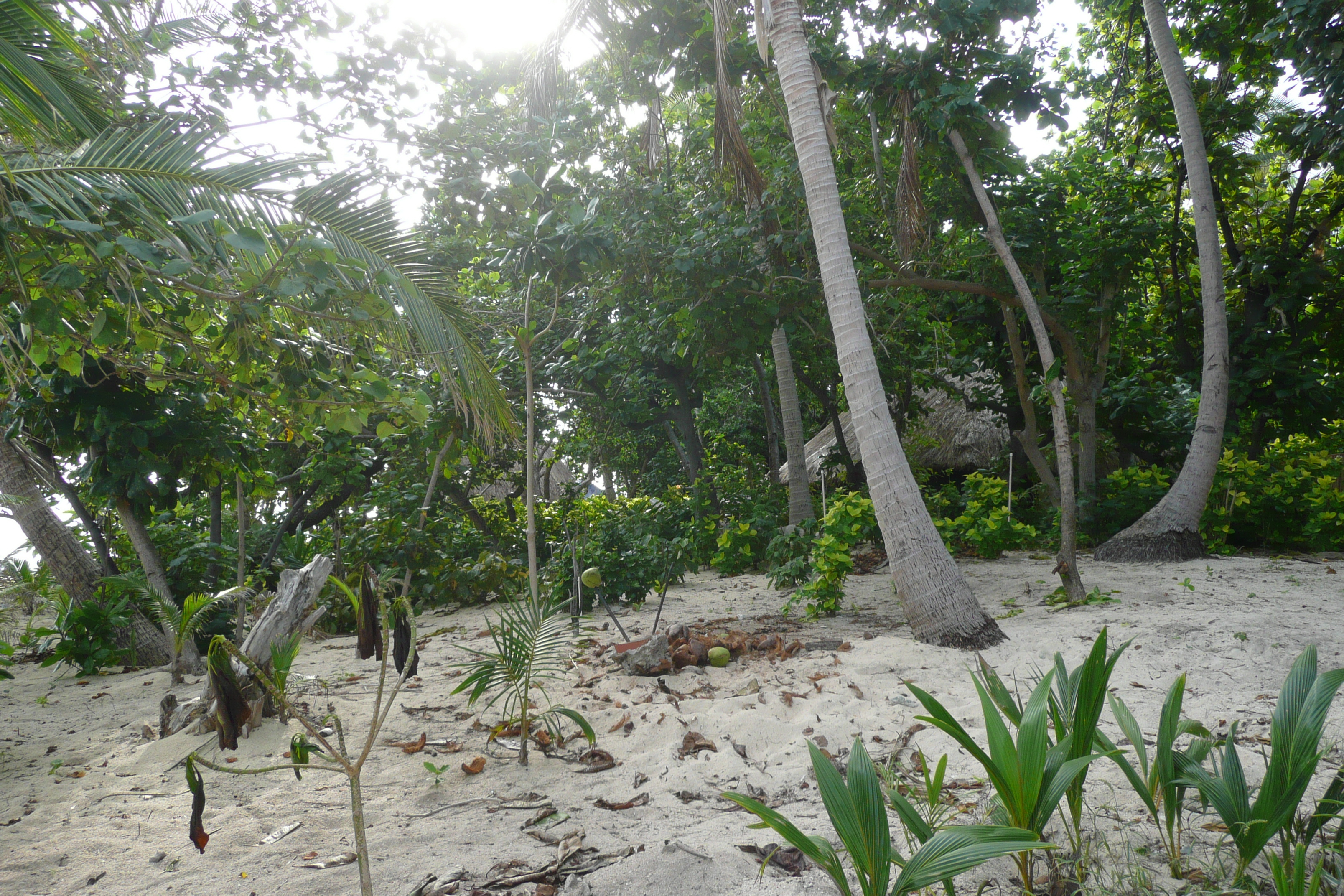 Picture Fiji Beachcomber Island 2010-05 24 - Journey Beachcomber Island