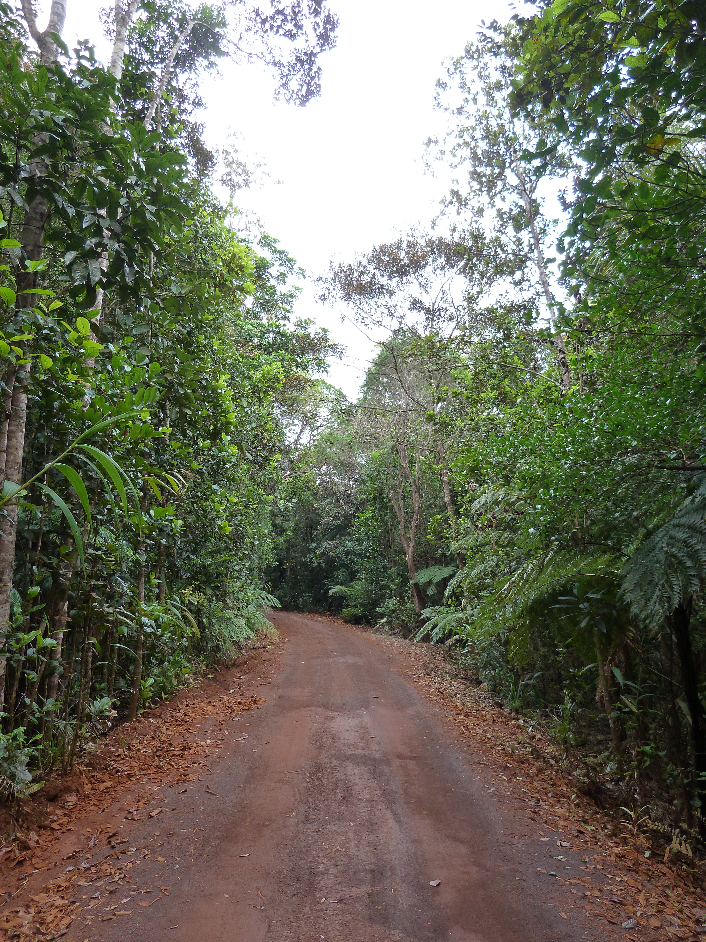 Picture New Caledonia Parc de la Riviere Bleue 2010-05 14 - Around Parc de la Riviere Bleue