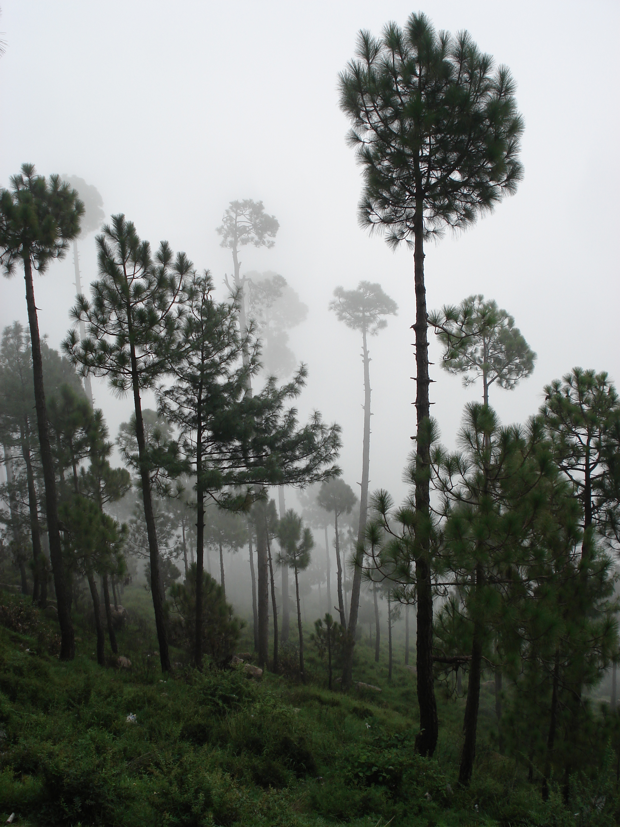 Picture Pakistan Murree 2006-08 39 - History Murree