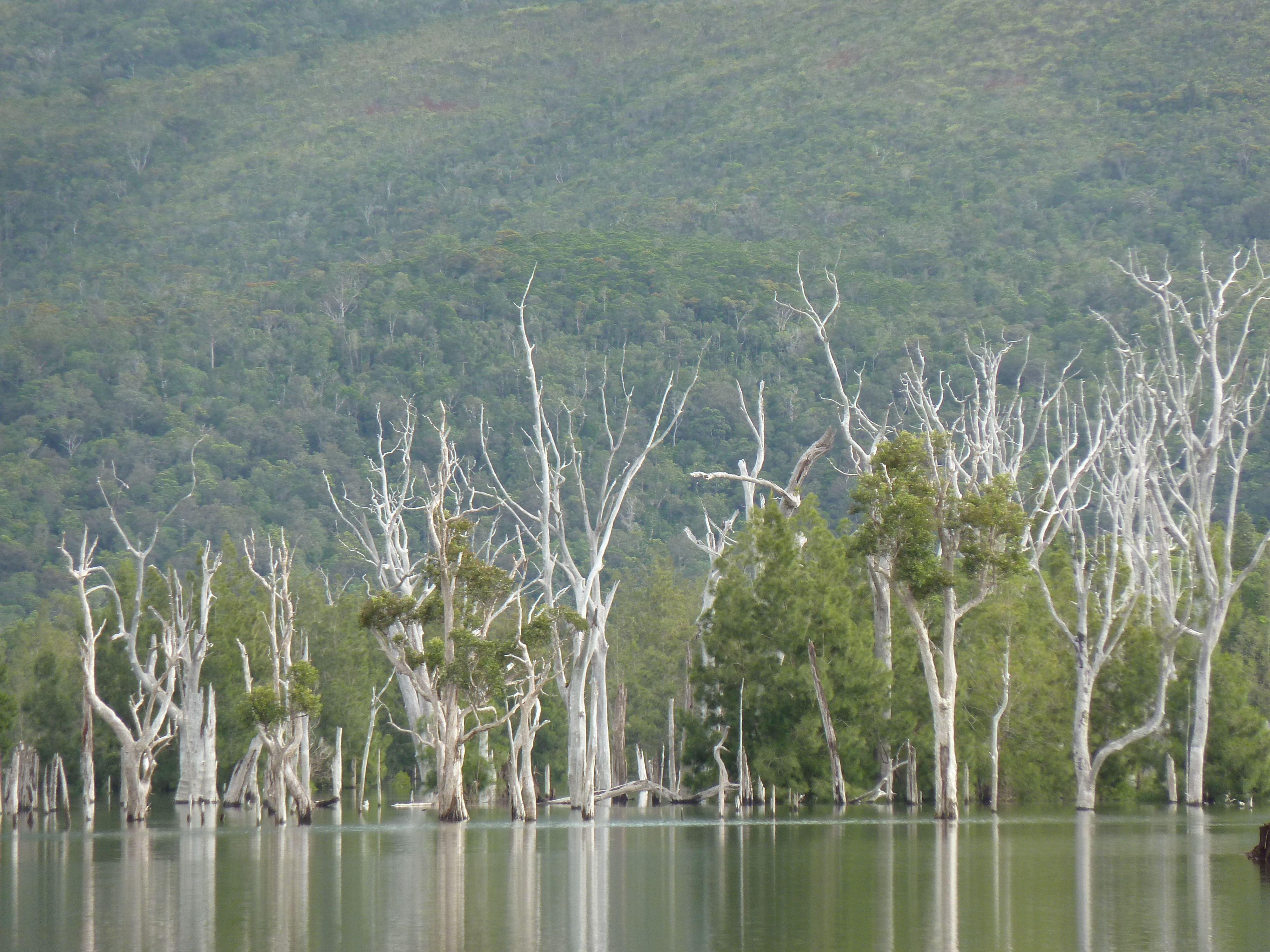 Picture New Caledonia Parc de la Riviere Bleue 2010-05 148 - History Parc de la Riviere Bleue