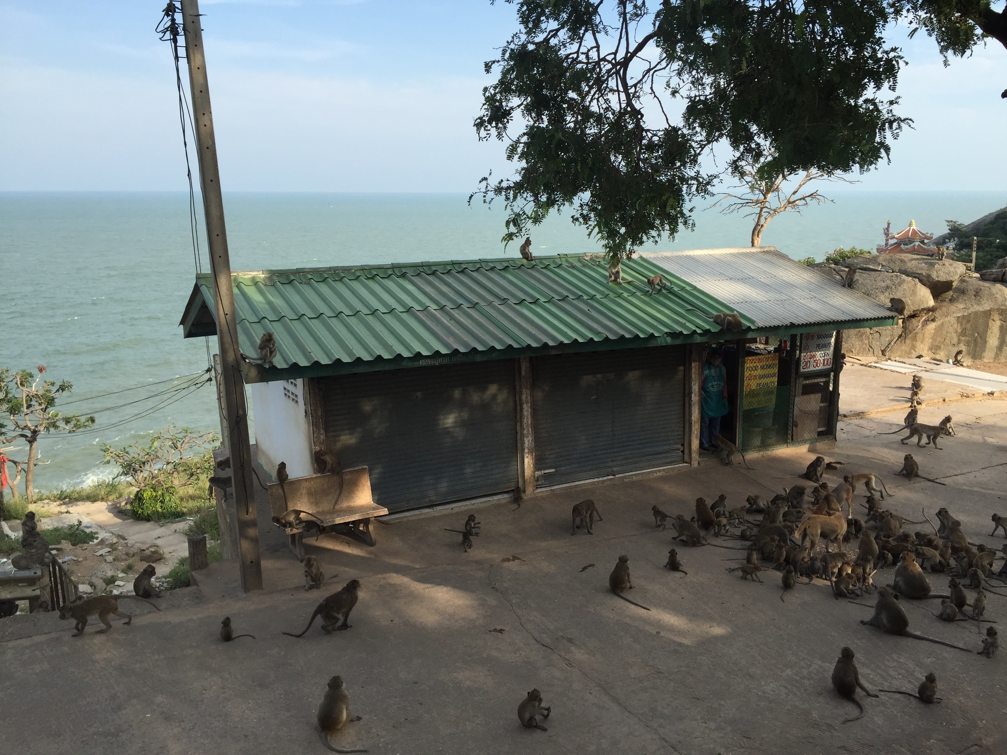 Picture Thailand Hua hin 2016-01 12 - Discovery Hua hin