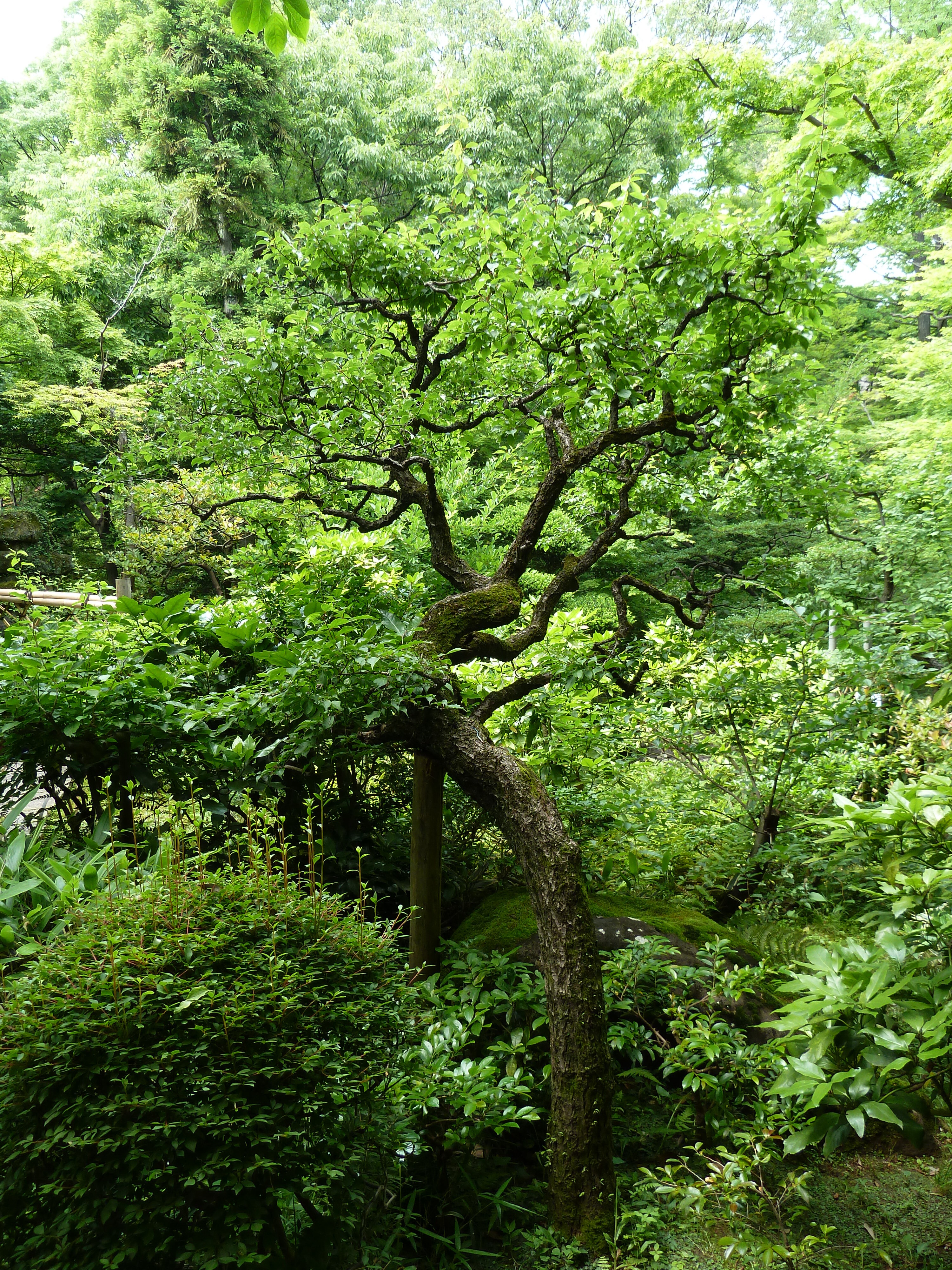 Picture Japan Tokyo Nezu Museum 2010-06 96 - Tour Nezu Museum