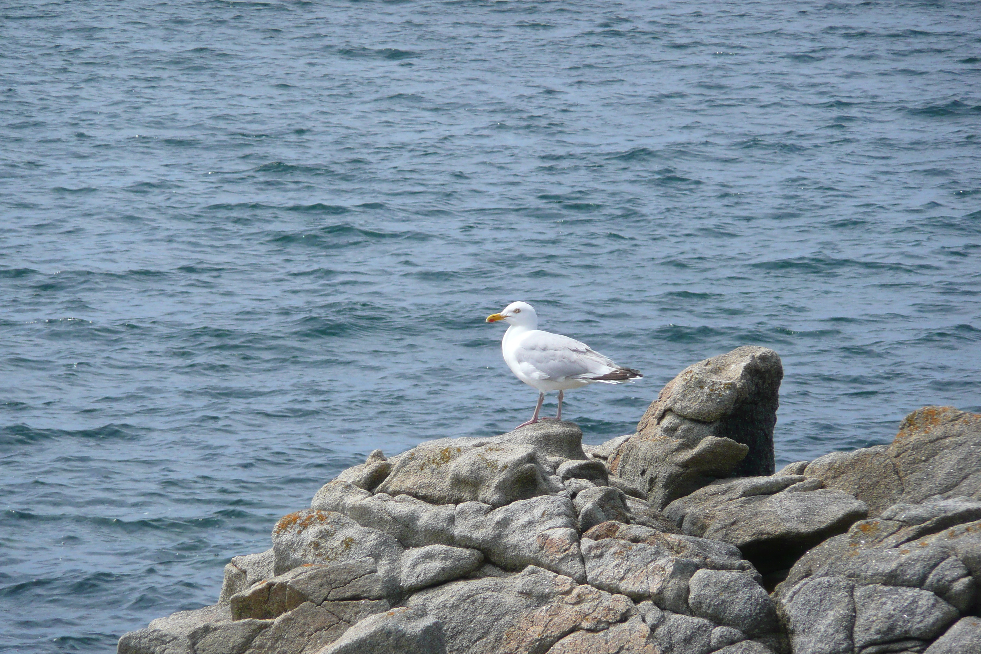 Picture France Quiberon peninsula Portivy 2008-07 60 - Journey Portivy