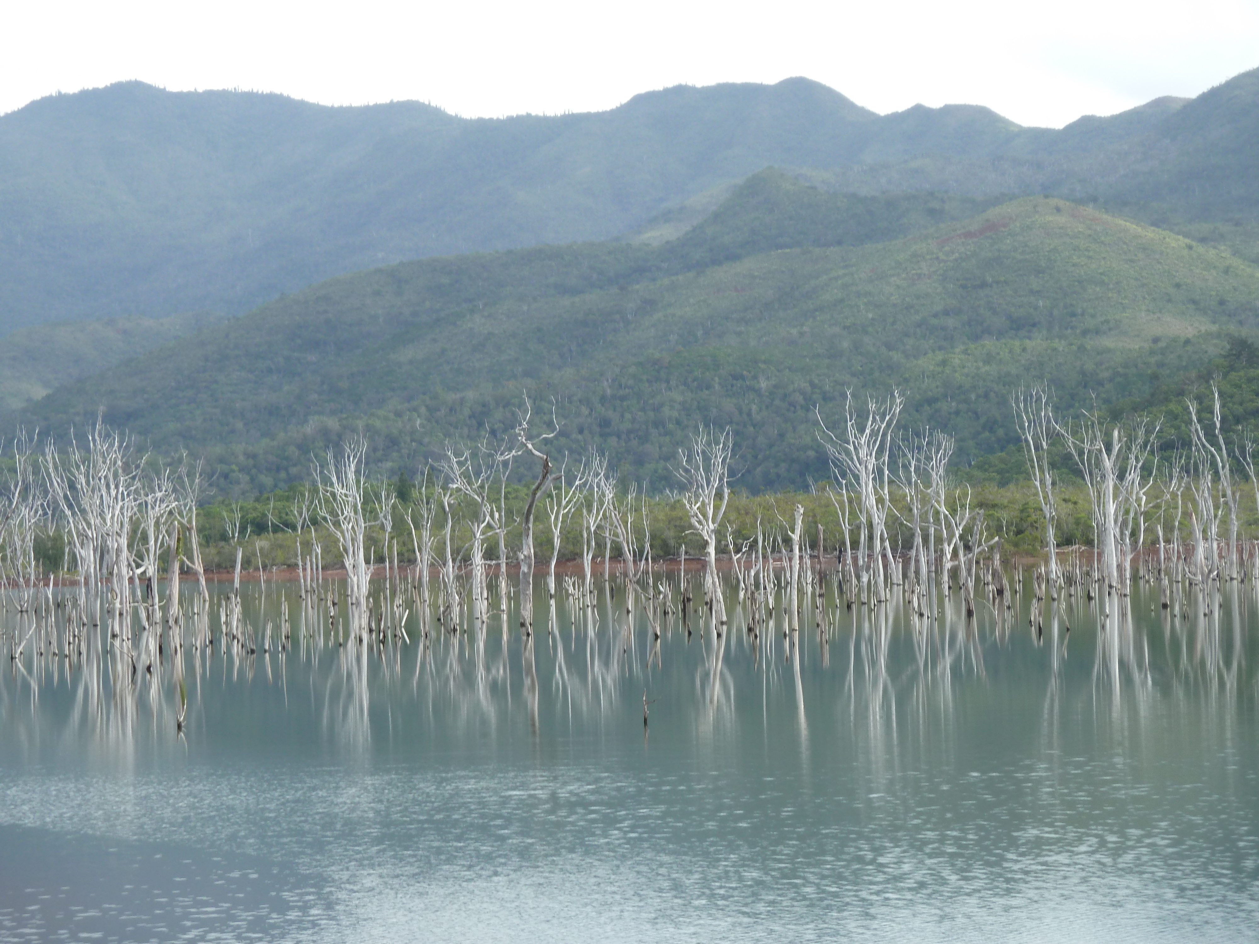 Picture New Caledonia Parc de la Riviere Bleue 2010-05 86 - Tours Parc de la Riviere Bleue