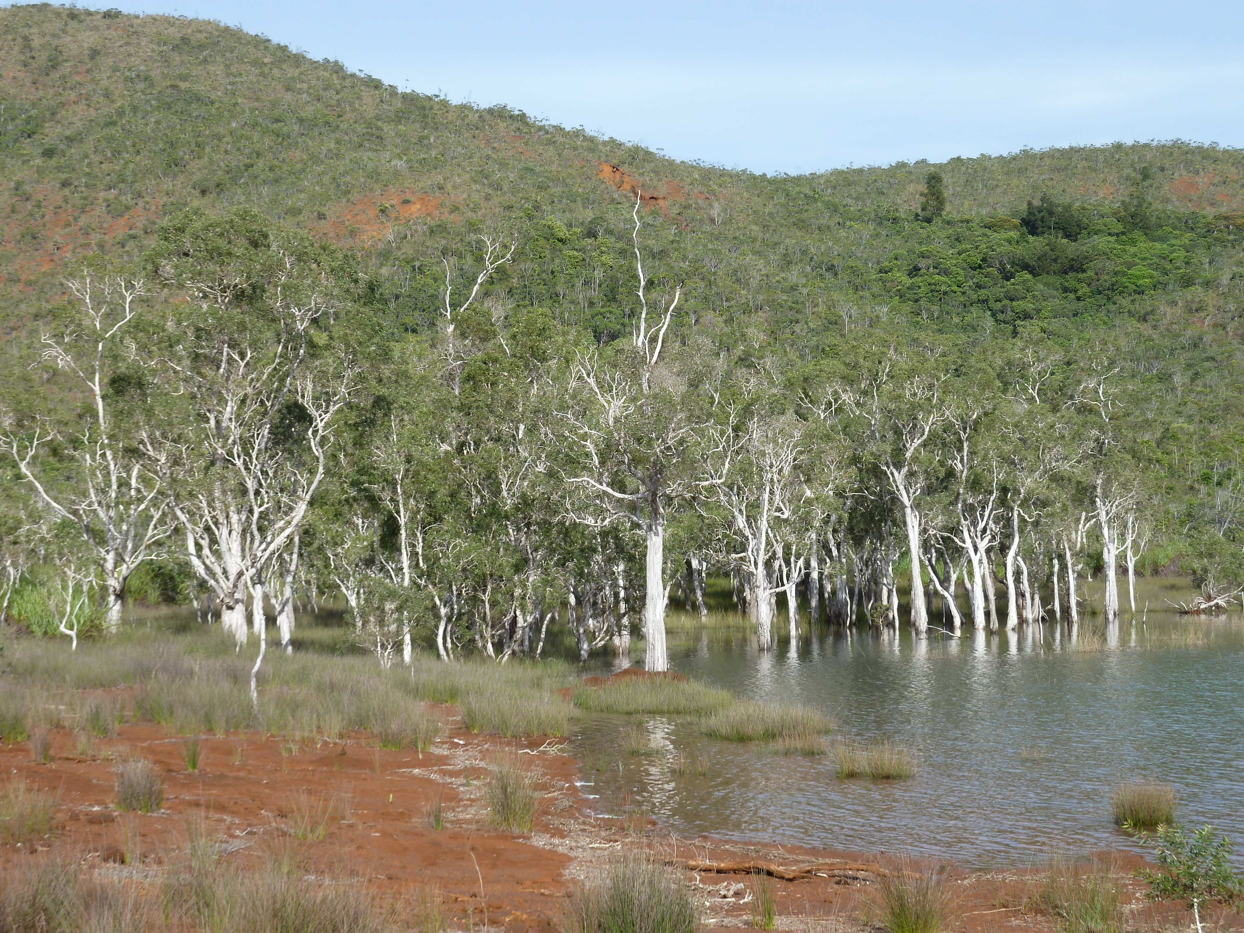 Picture New Caledonia Parc de la Riviere Bleue 2010-05 85 - Around Parc de la Riviere Bleue