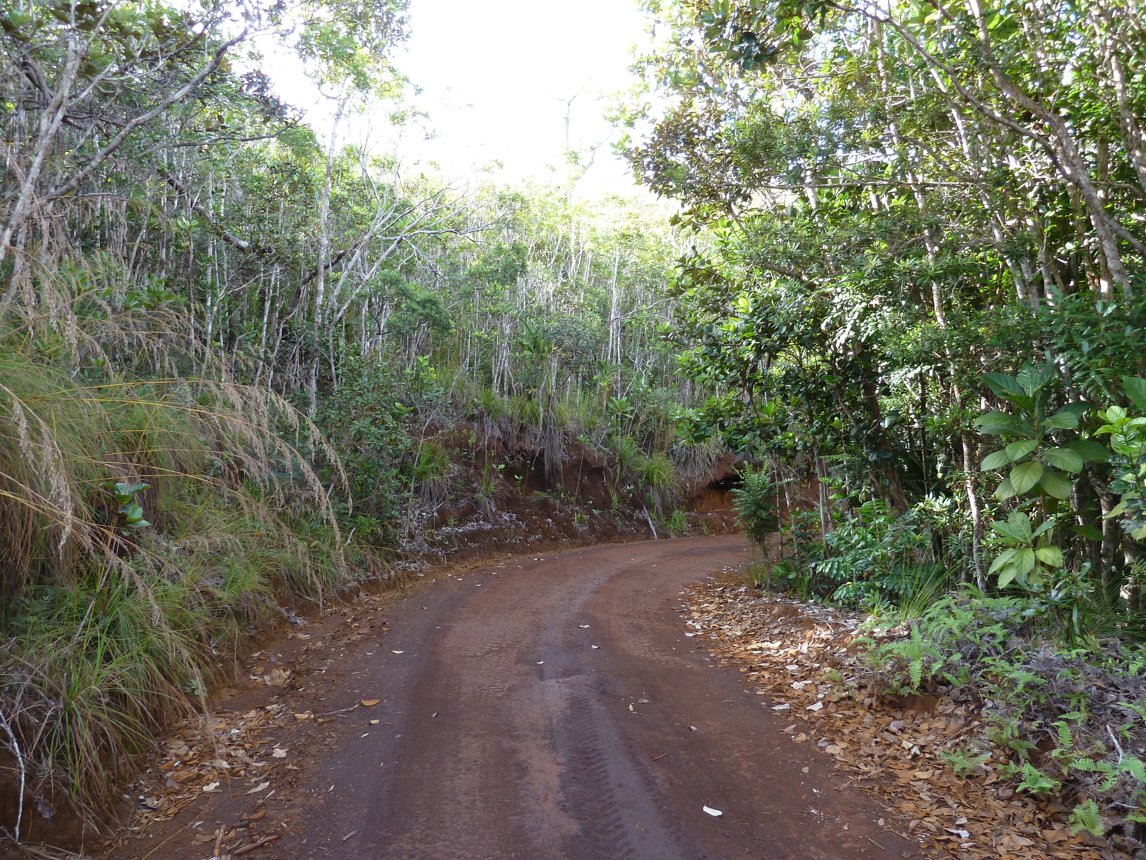 Picture New Caledonia Parc de la Riviere Bleue 2010-05 132 - Discovery Parc de la Riviere Bleue