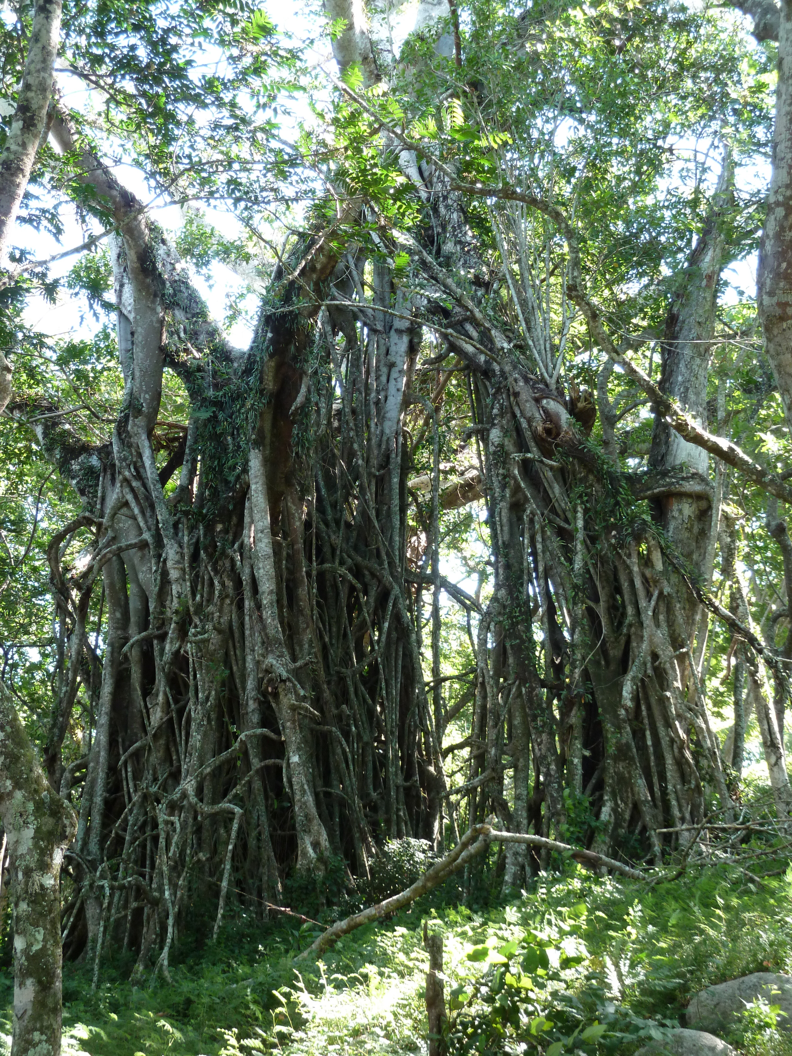 Picture Fiji Tavuni Hill Fort 2010-05 12 - Tours Tavuni Hill Fort