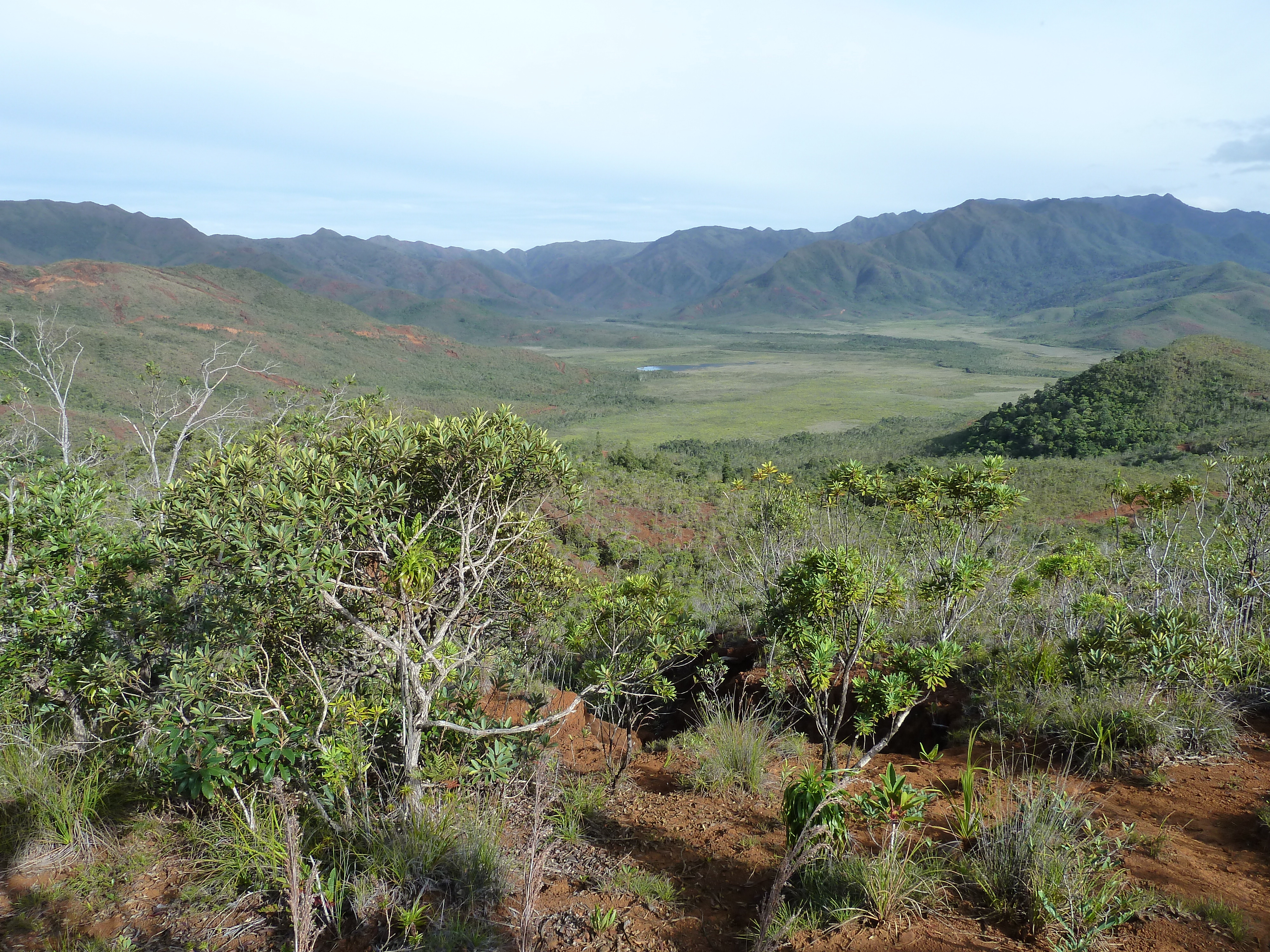 Picture New Caledonia Parc de la Riviere Bleue 2010-05 131 - Tours Parc de la Riviere Bleue