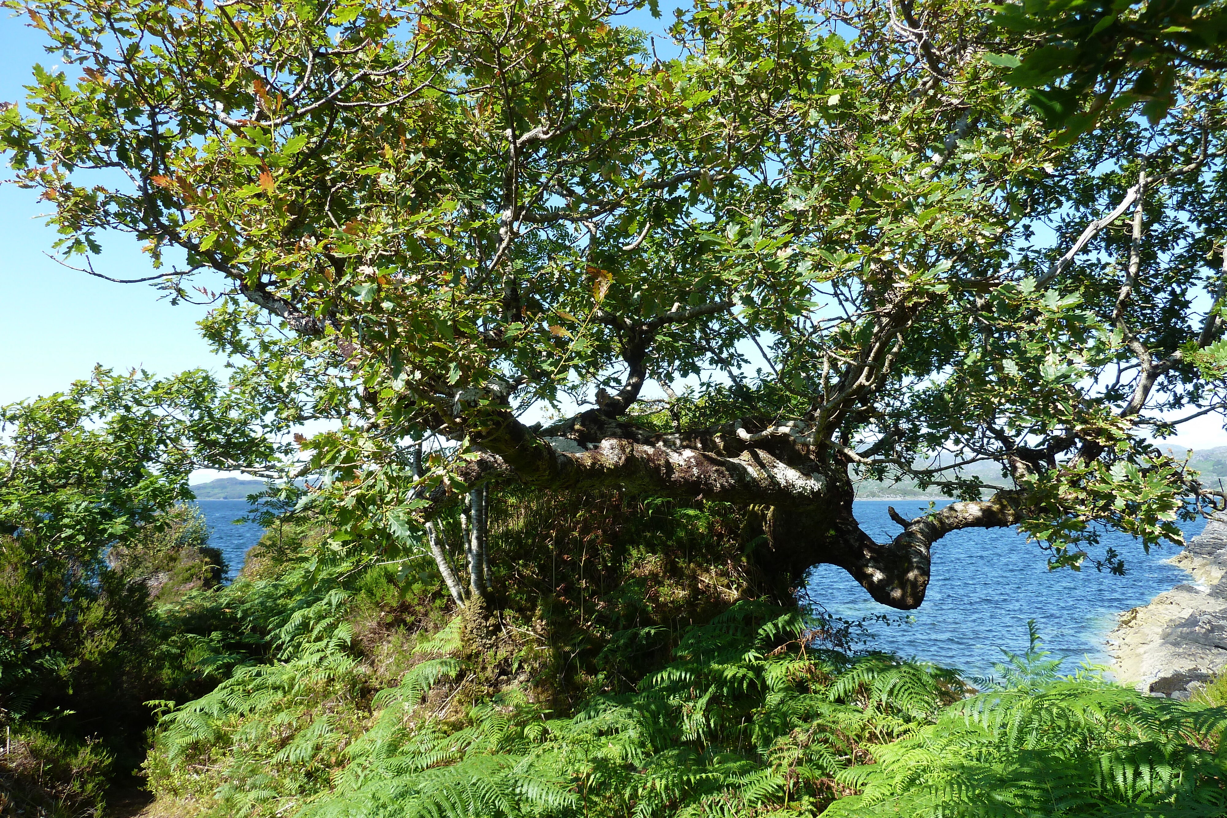 Picture United Kingdom Scotland Salen 2011-07 100 - Discovery Salen