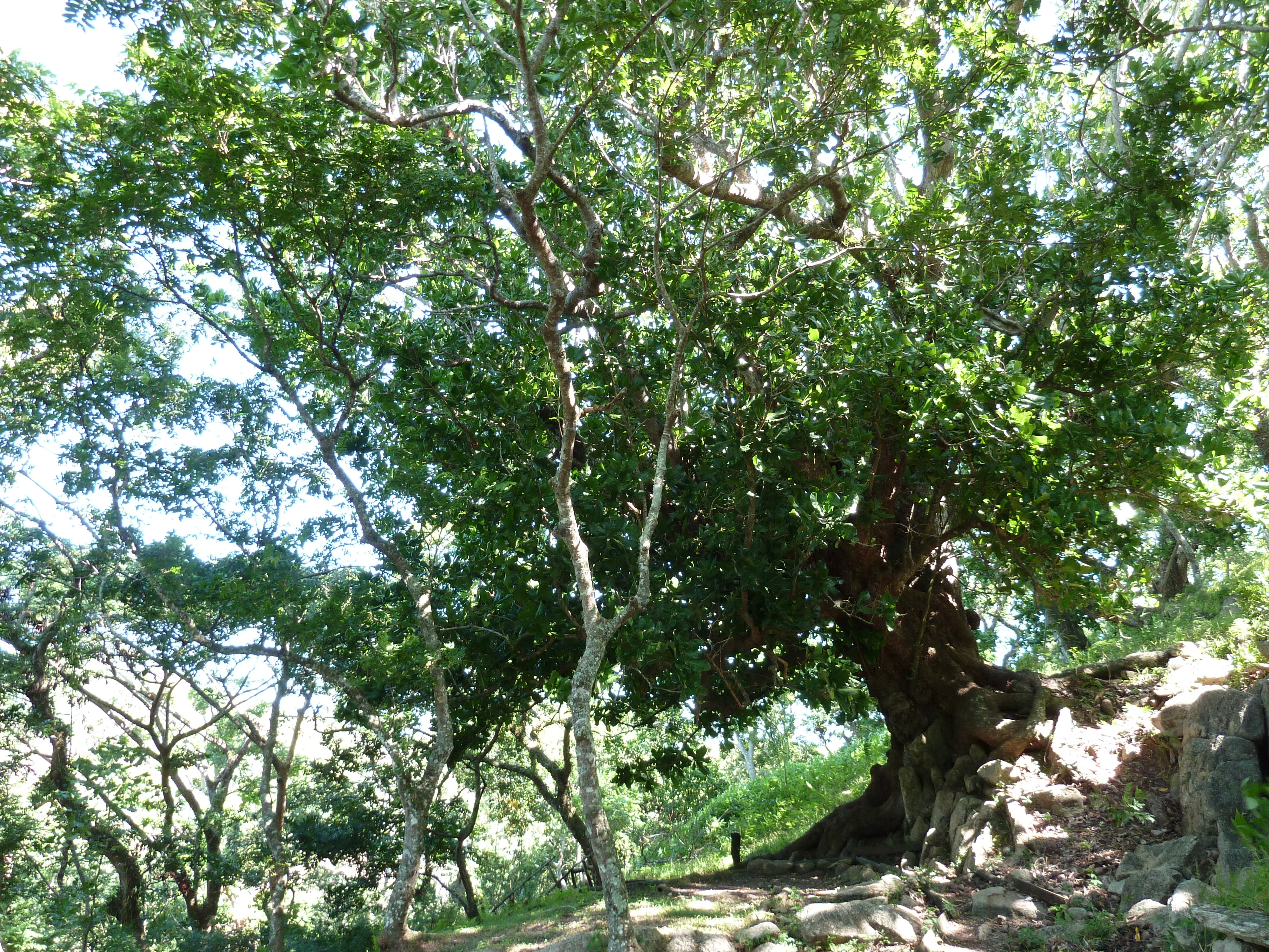 Picture Fiji Tavuni Hill Fort 2010-05 21 - Discovery Tavuni Hill Fort