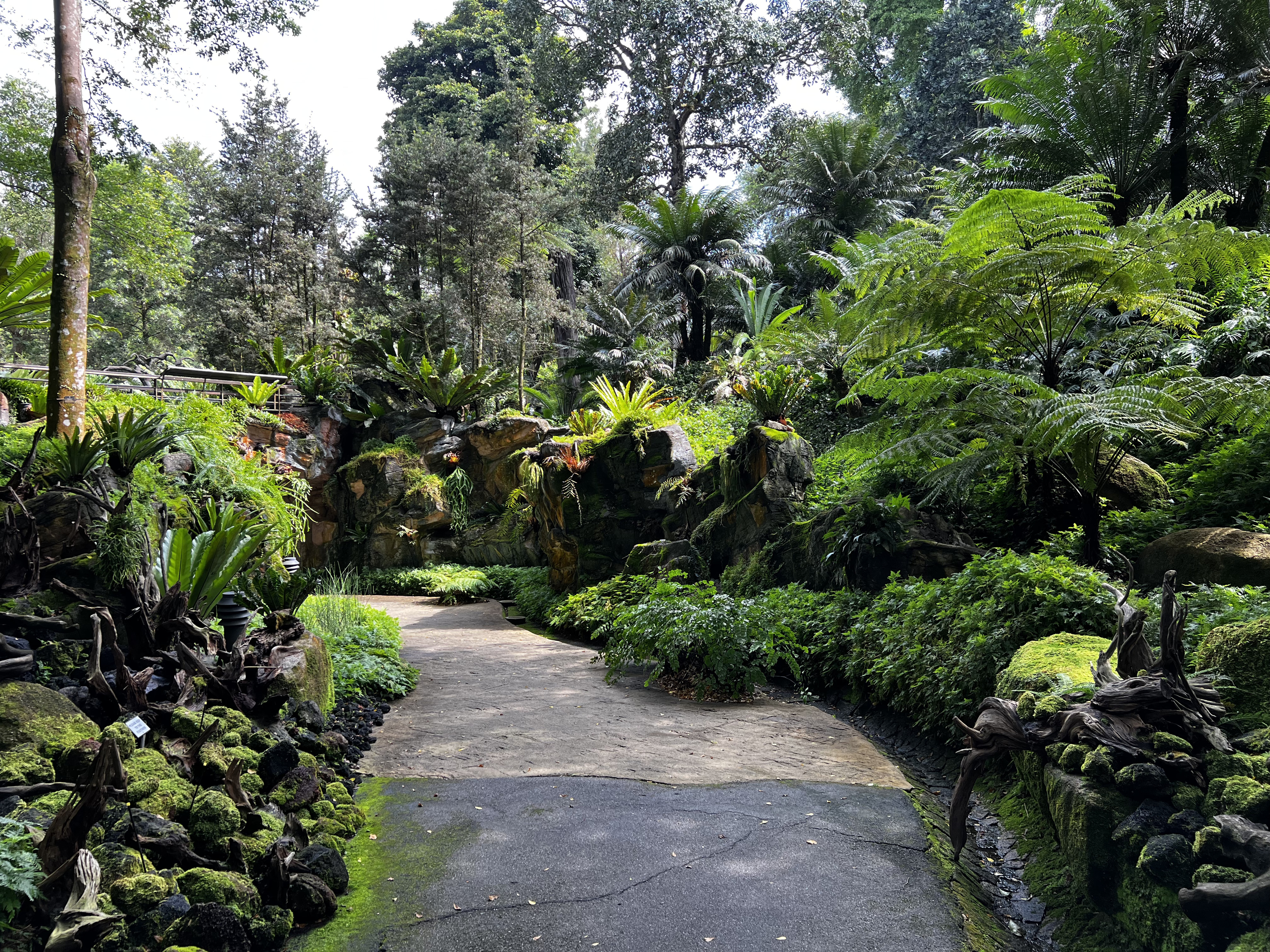 Picture Singapore Singapore Botanic Gardens 2023-01 37 - Center Singapore Botanic Gardens