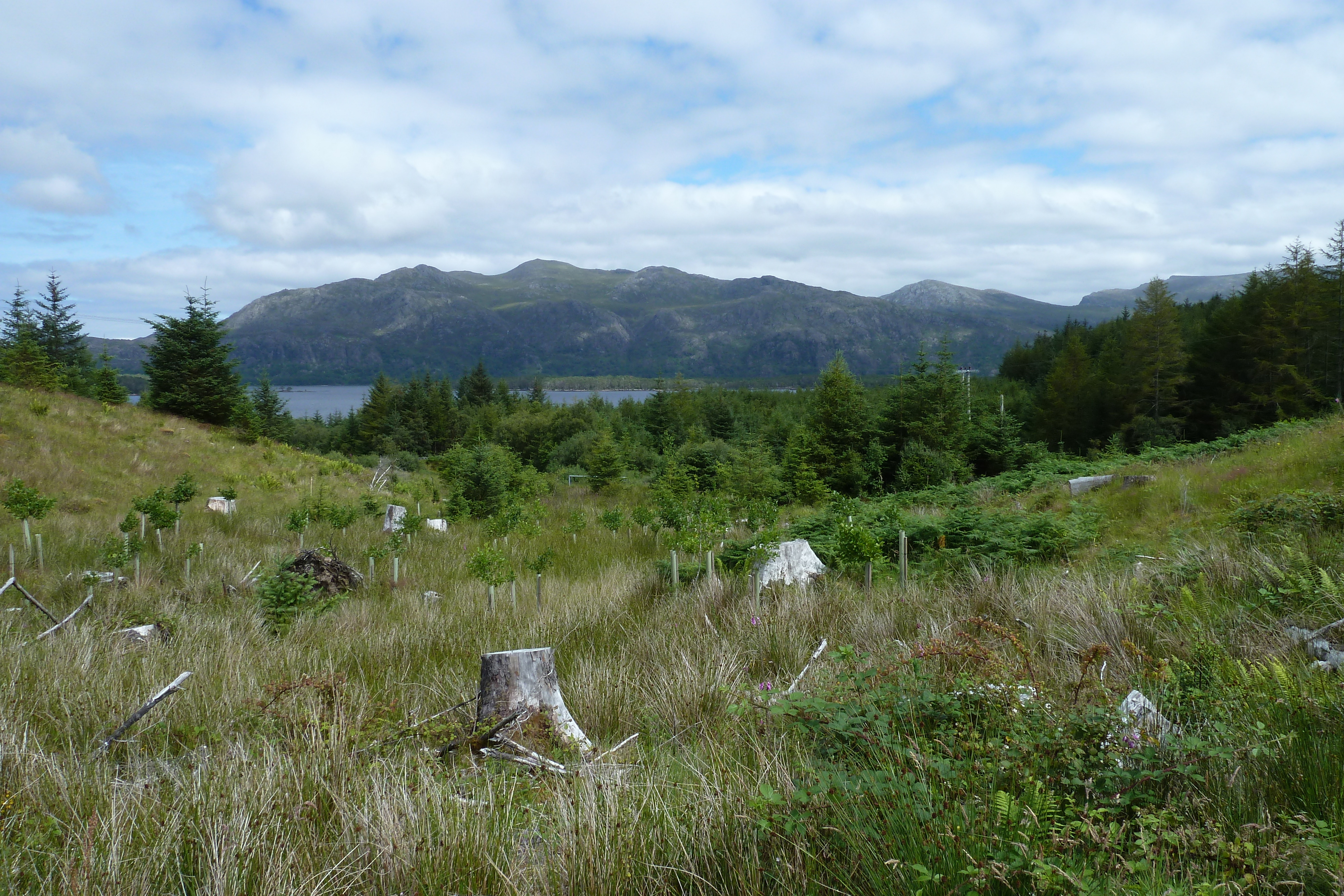 Picture United Kingdom Scotland Loch Maree 2011-07 31 - Journey Loch Maree