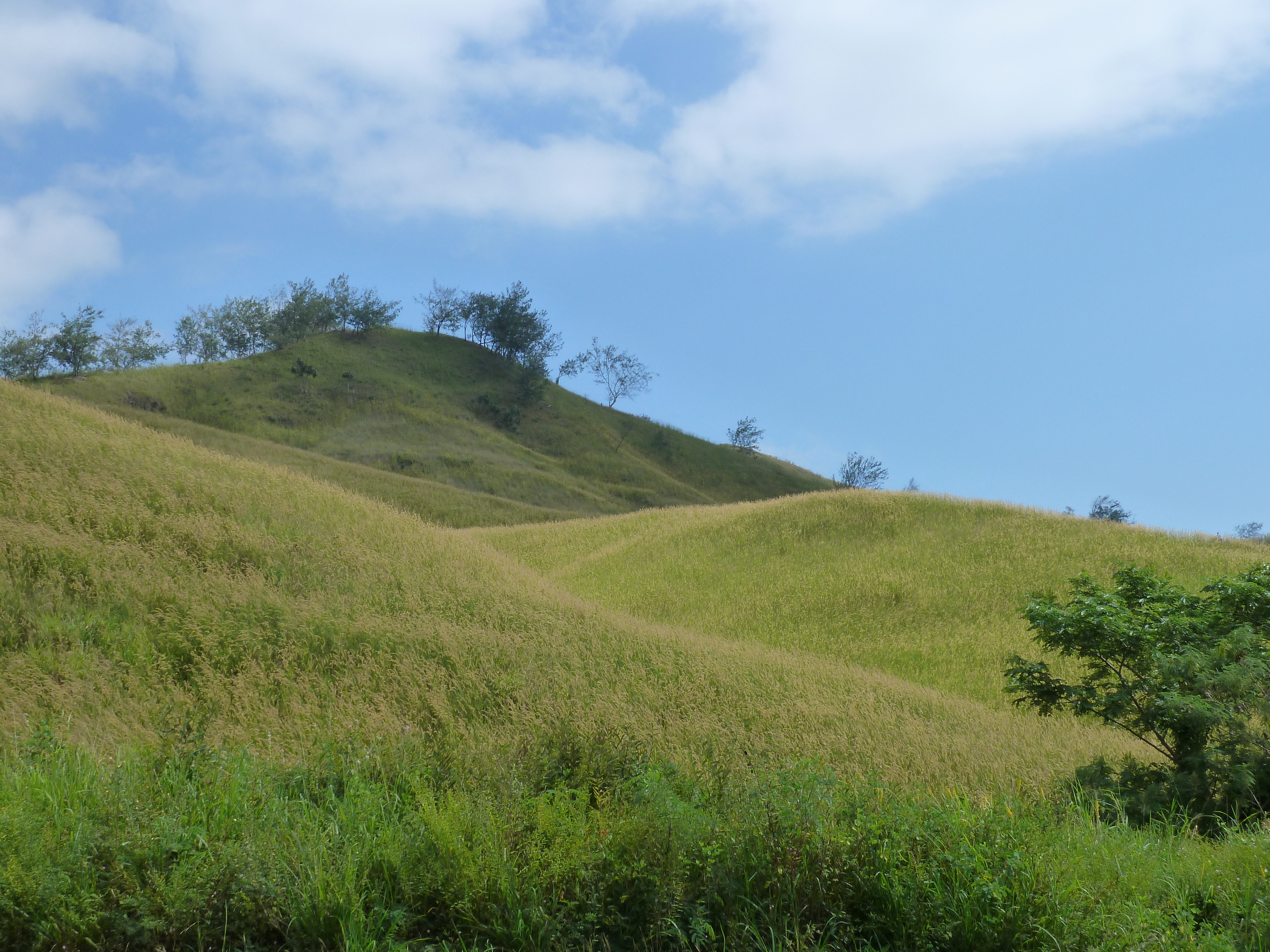 Picture Fiji Nadi to Natadola road 2010-05 90 - Discovery Nadi to Natadola road