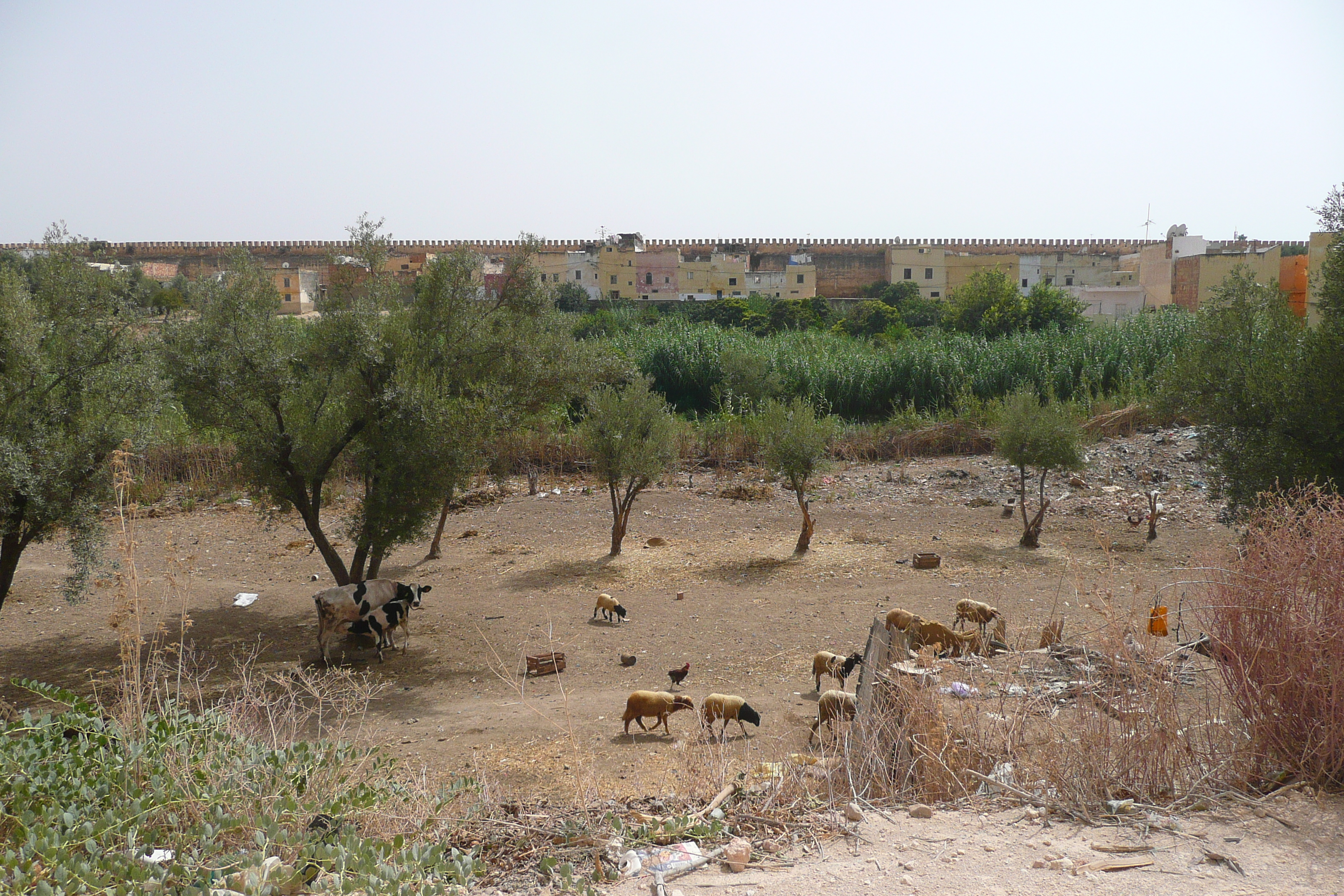 Picture Morocco Meknes 2008-07 43 - Around Meknes