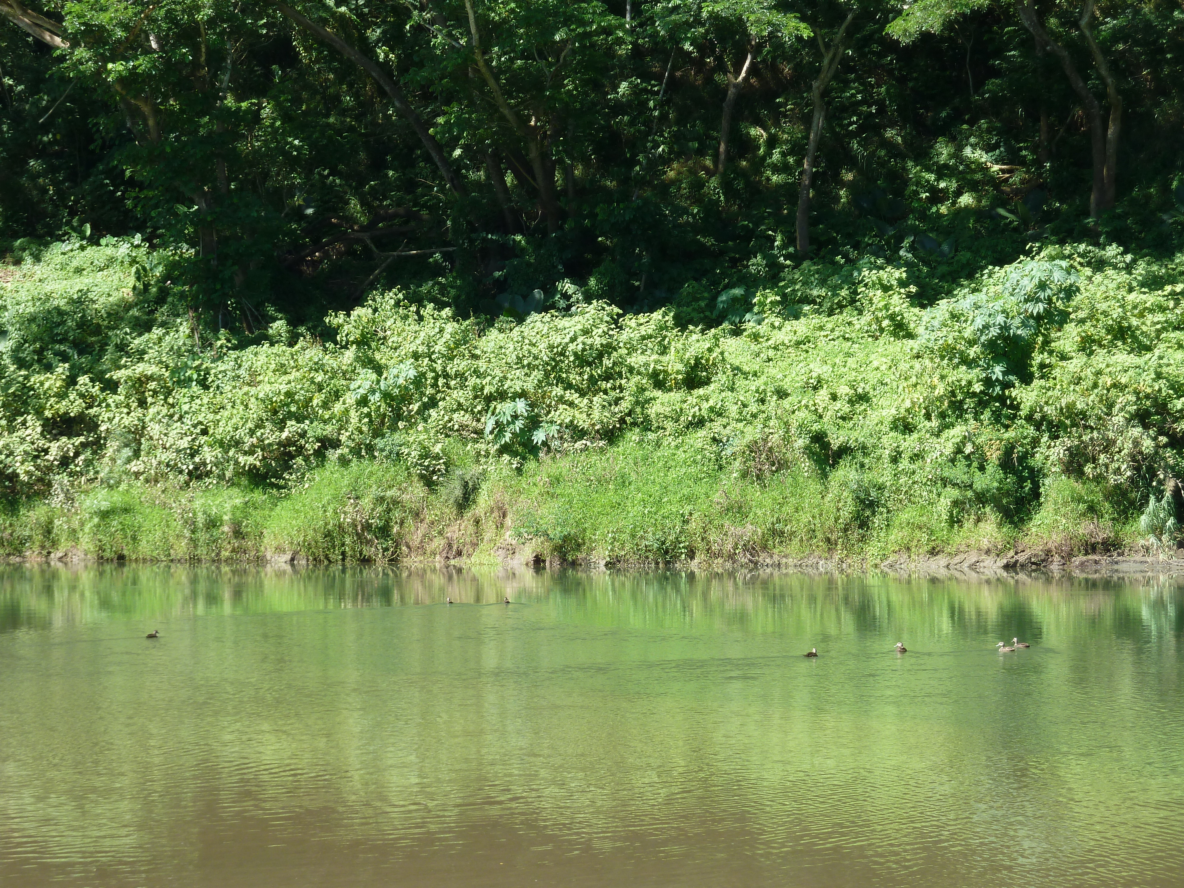 Picture Fiji Sigatoka river 2010-05 88 - Around Sigatoka river