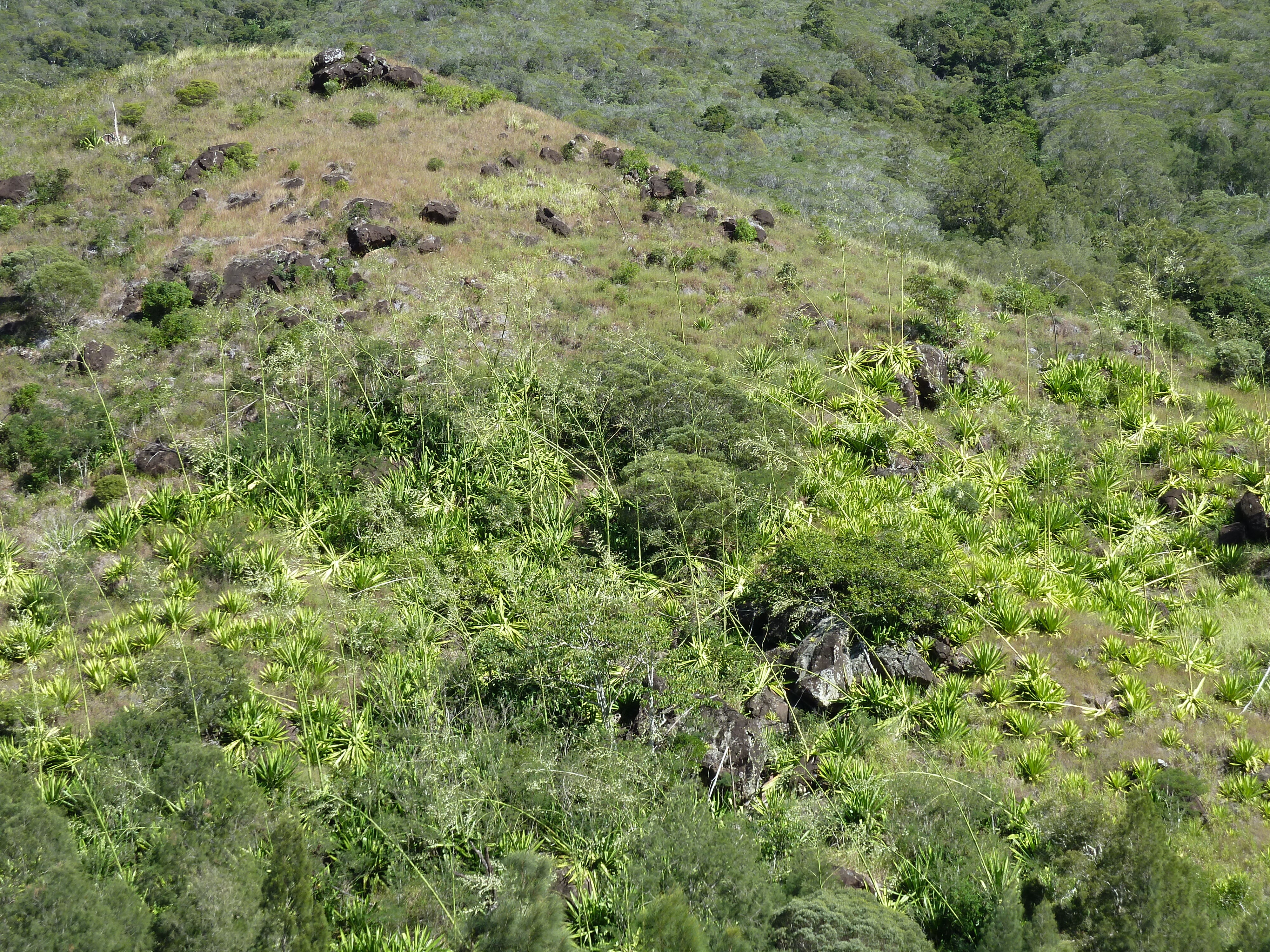 Picture New Caledonia Tontouta to Thio road 2010-05 32 - Journey Tontouta to Thio road