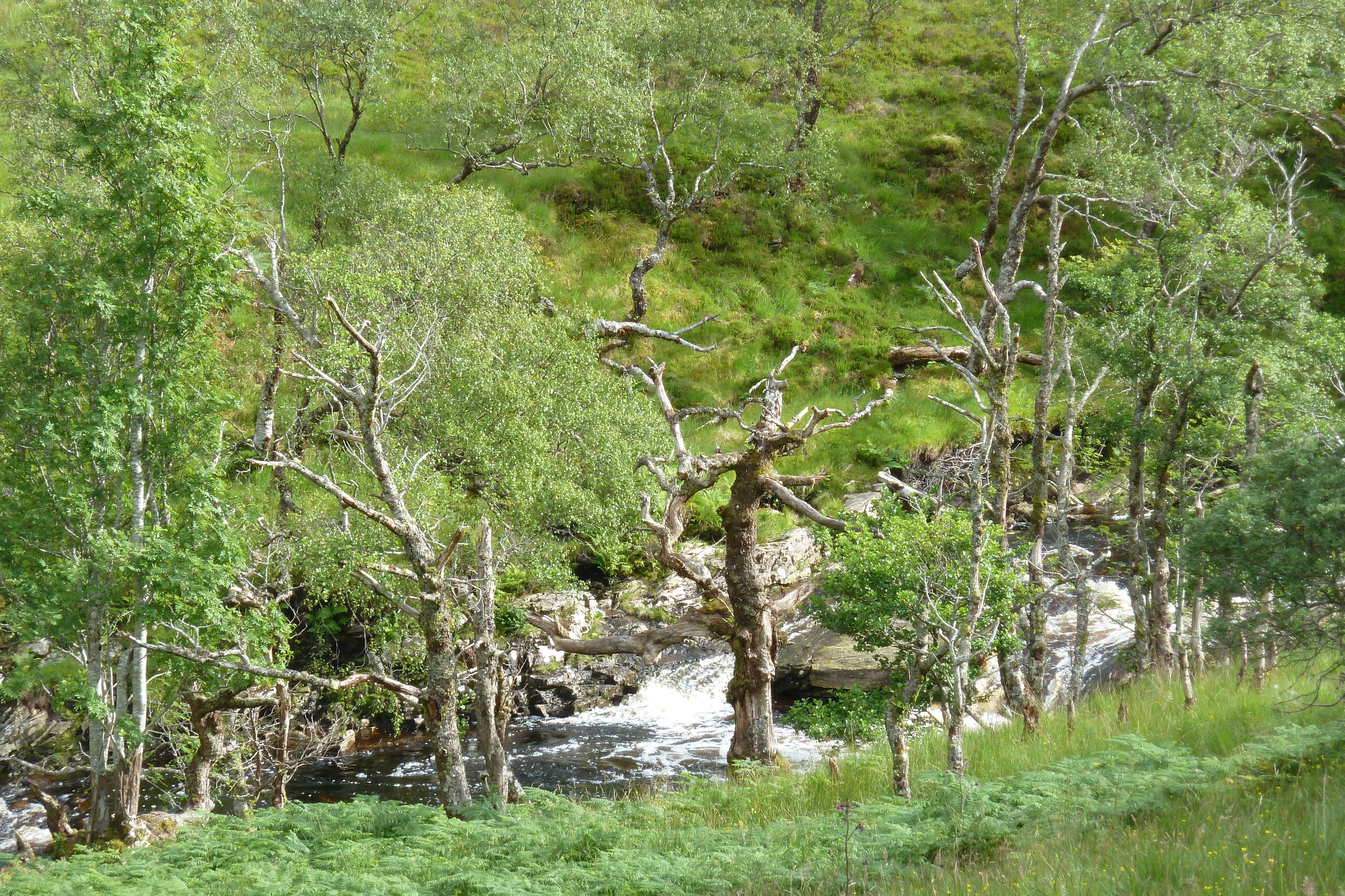 Picture United Kingdom Wester Ross 2011-07 151 - Recreation Wester Ross