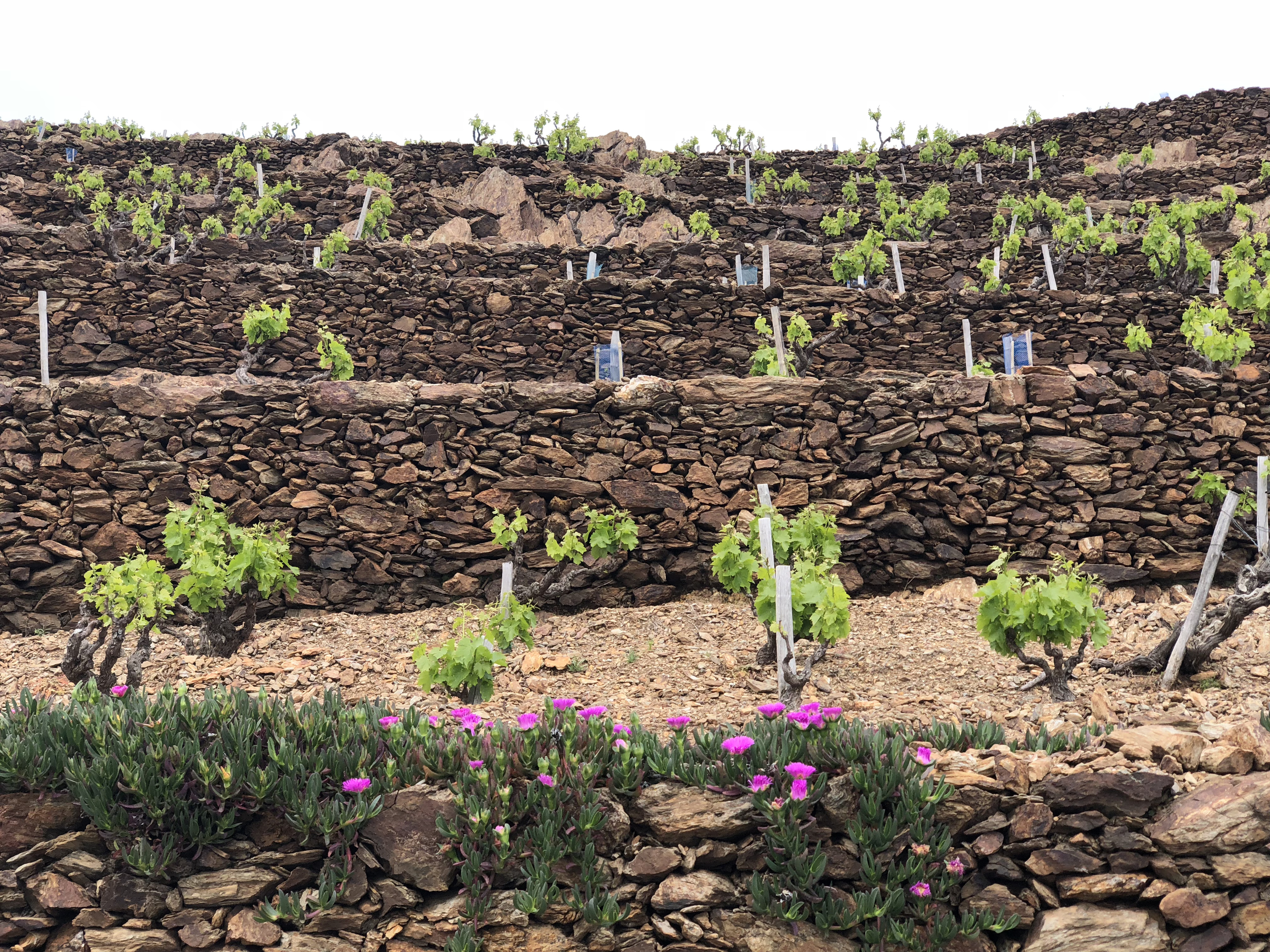 Picture France Collioure 2018-04 94 - Discovery Collioure