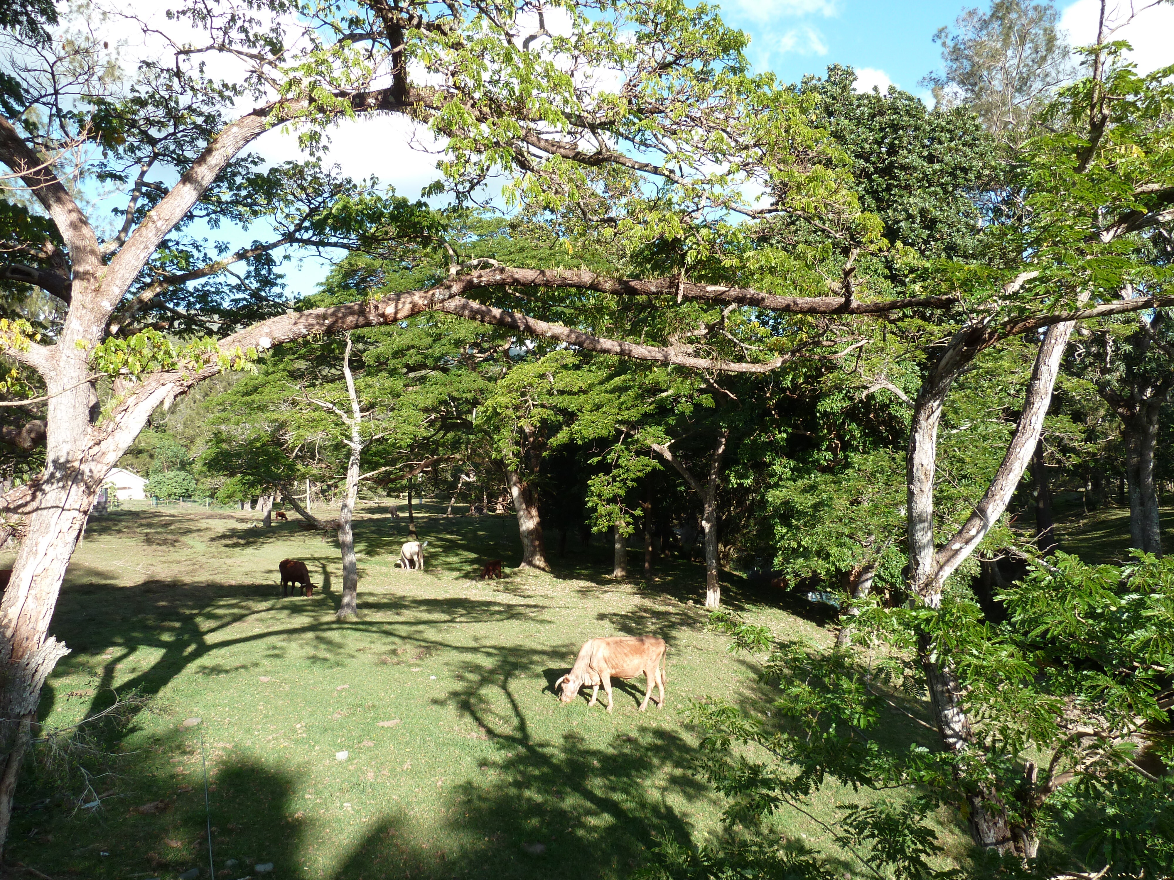 Picture New Caledonia Canala to La Foa road 2010-05 7 - Tour Canala to La Foa road