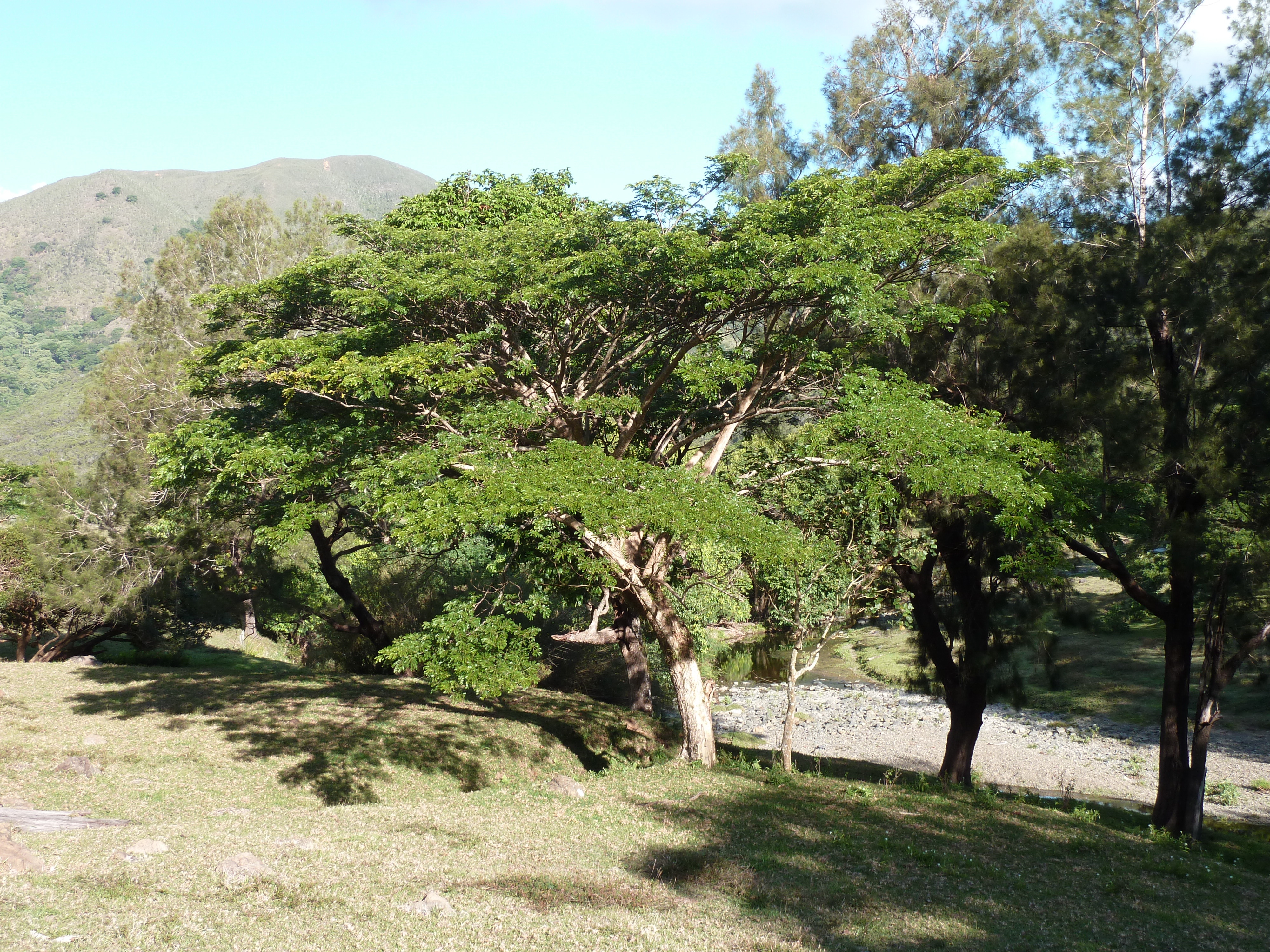 Picture New Caledonia Canala to La Foa road 2010-05 60 - Tour Canala to La Foa road