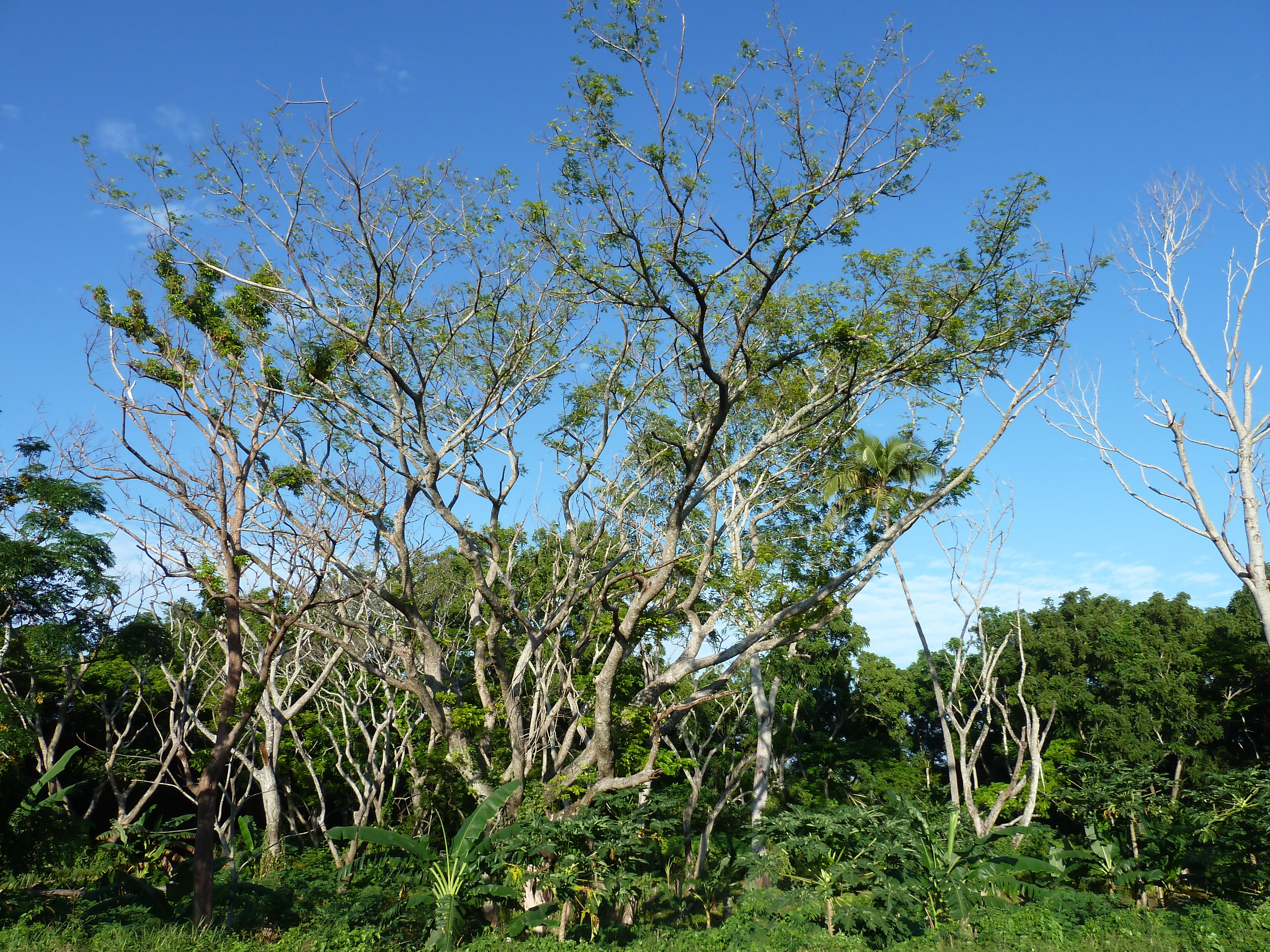 Picture Fiji Nadi to Sigatoka road 2010-05 7 - Tour Nadi to Sigatoka road