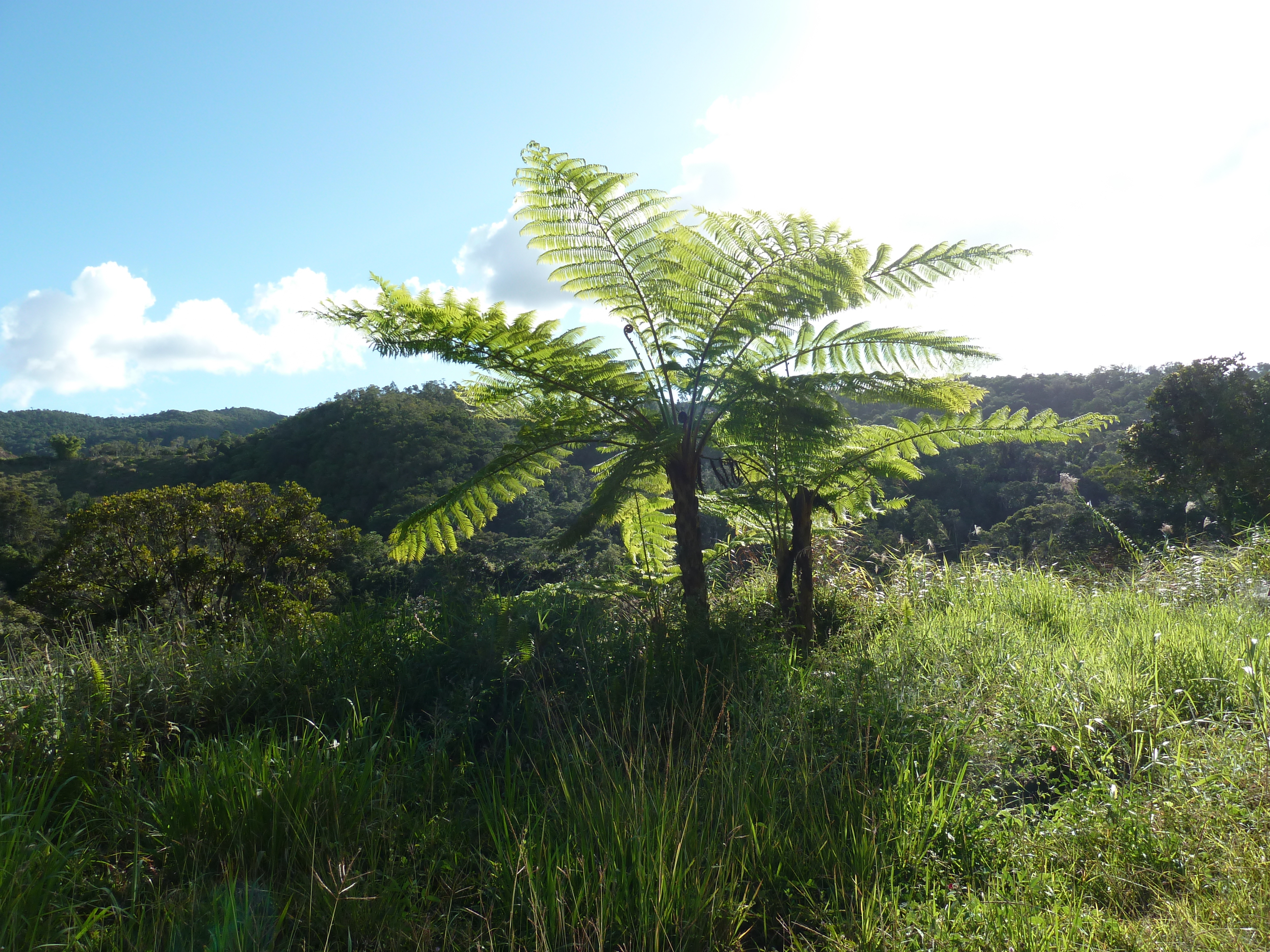 Picture New Caledonia Canala to La Foa road 2010-05 43 - Center Canala to La Foa road