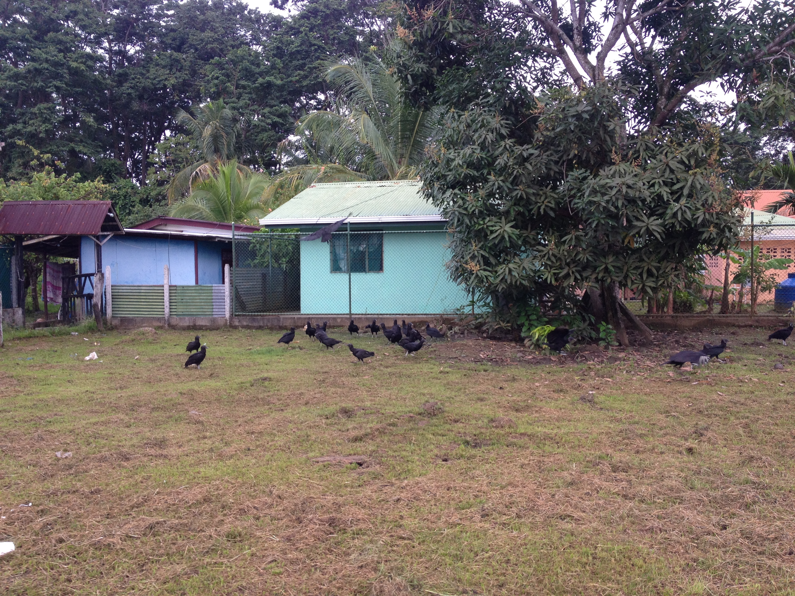 Picture Costa Rica Puerto Viejo de Talamanca 2015-03 52 - Center Puerto Viejo de Talamanca