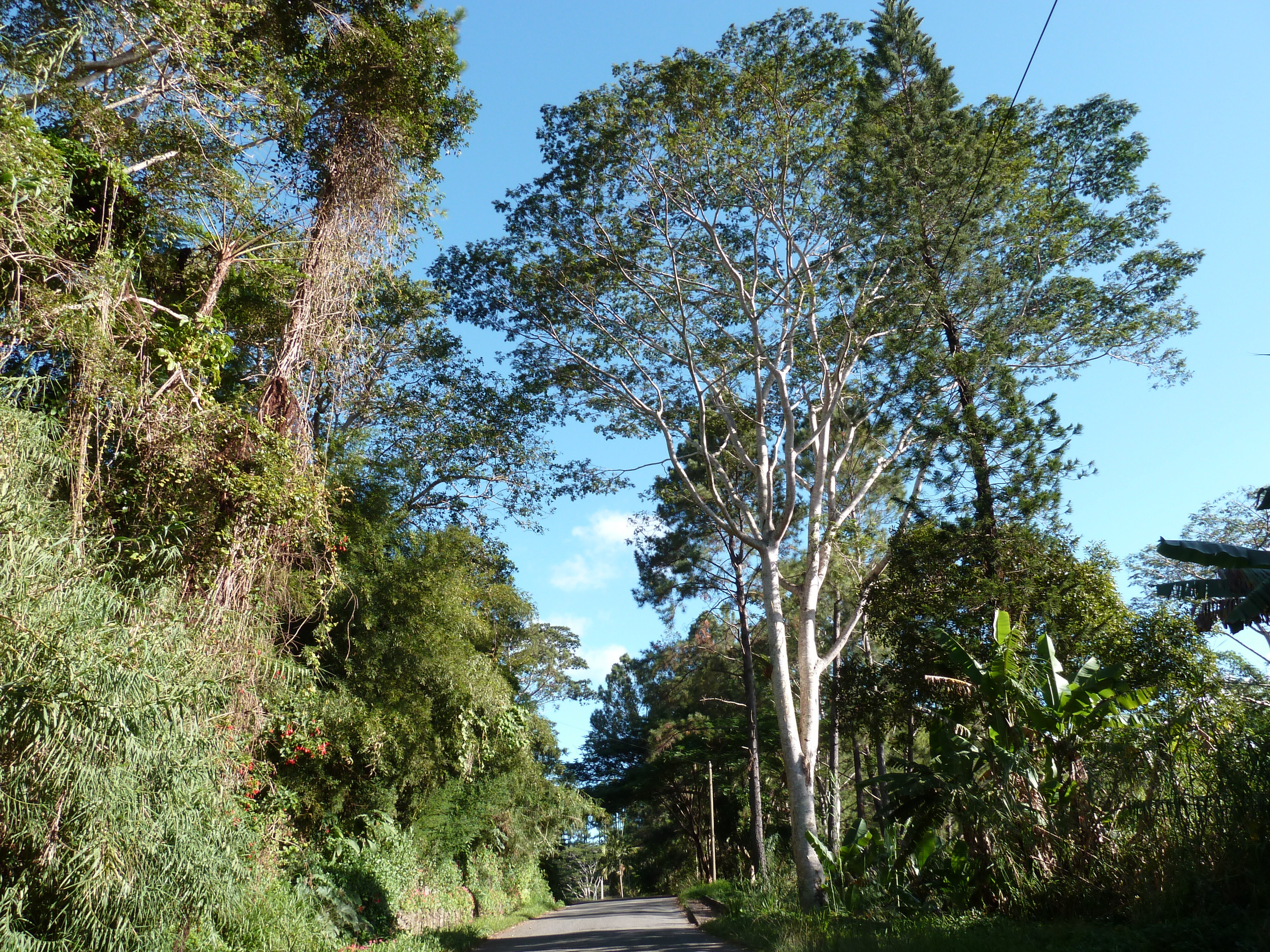 Picture New Caledonia Canala to La Foa road 2010-05 26 - Discovery Canala to La Foa road