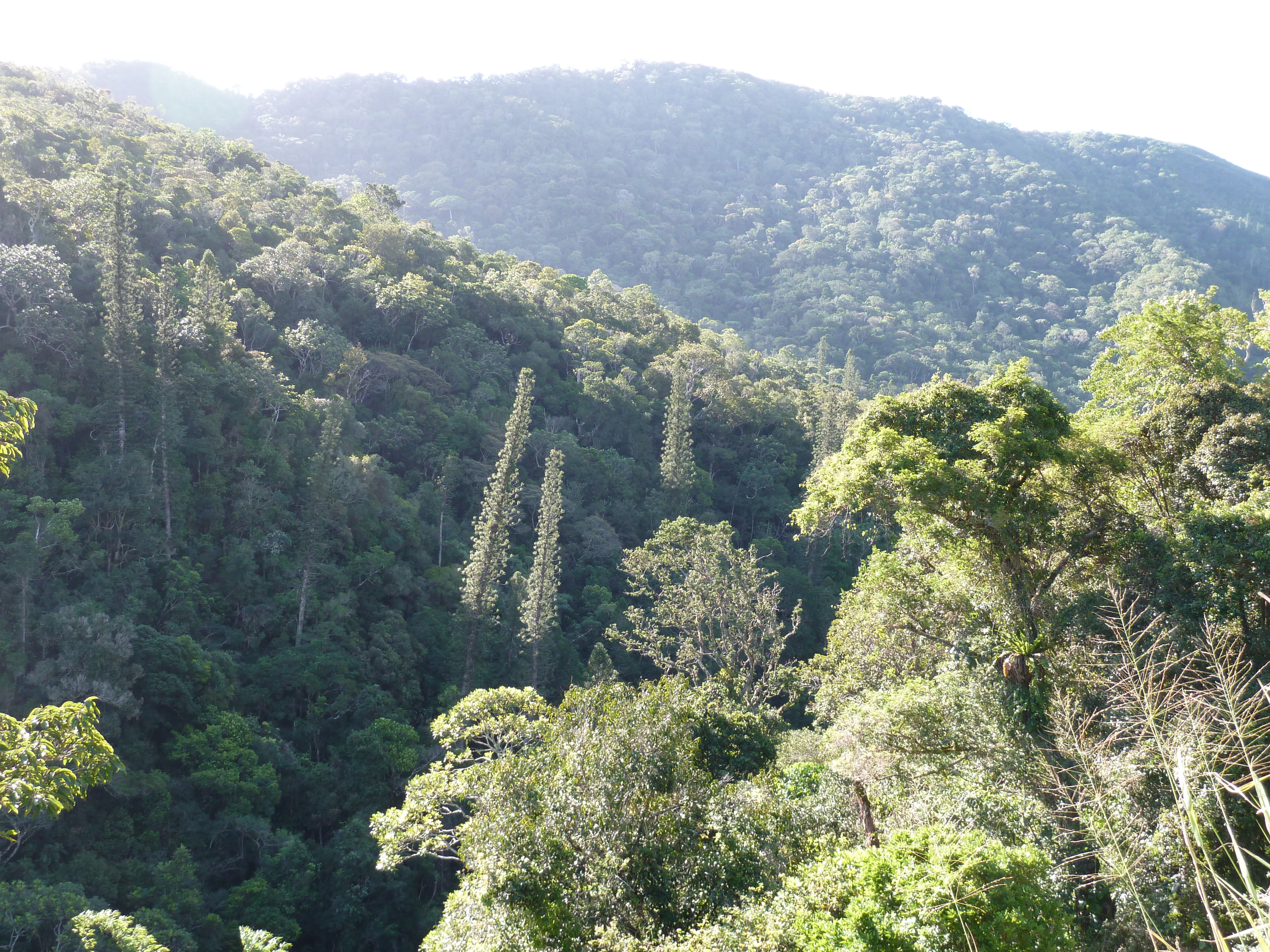 Picture New Caledonia Canala to La Foa road 2010-05 51 - Discovery Canala to La Foa road