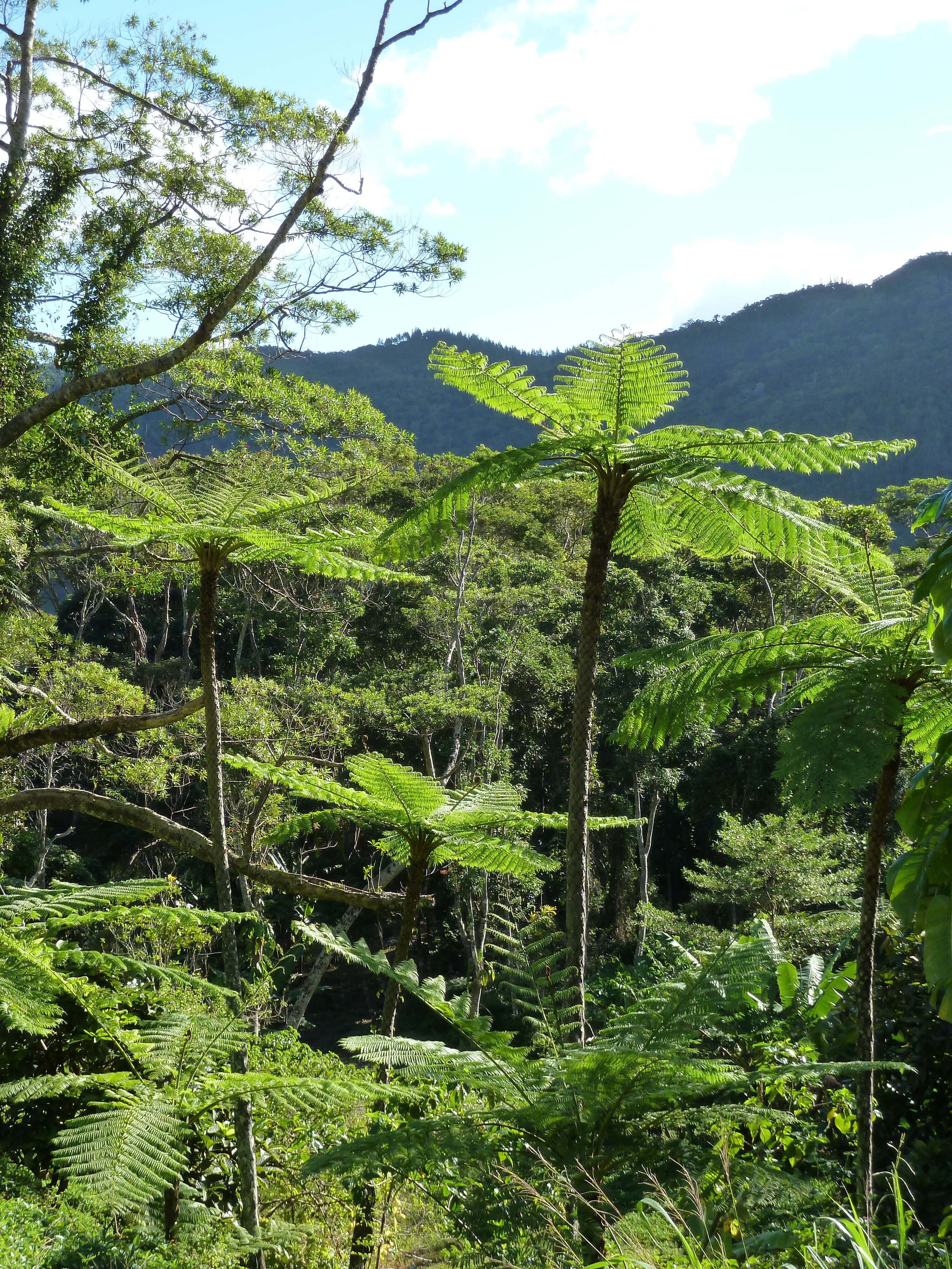 Picture New Caledonia Canala to La Foa road 2010-05 59 - Discovery Canala to La Foa road