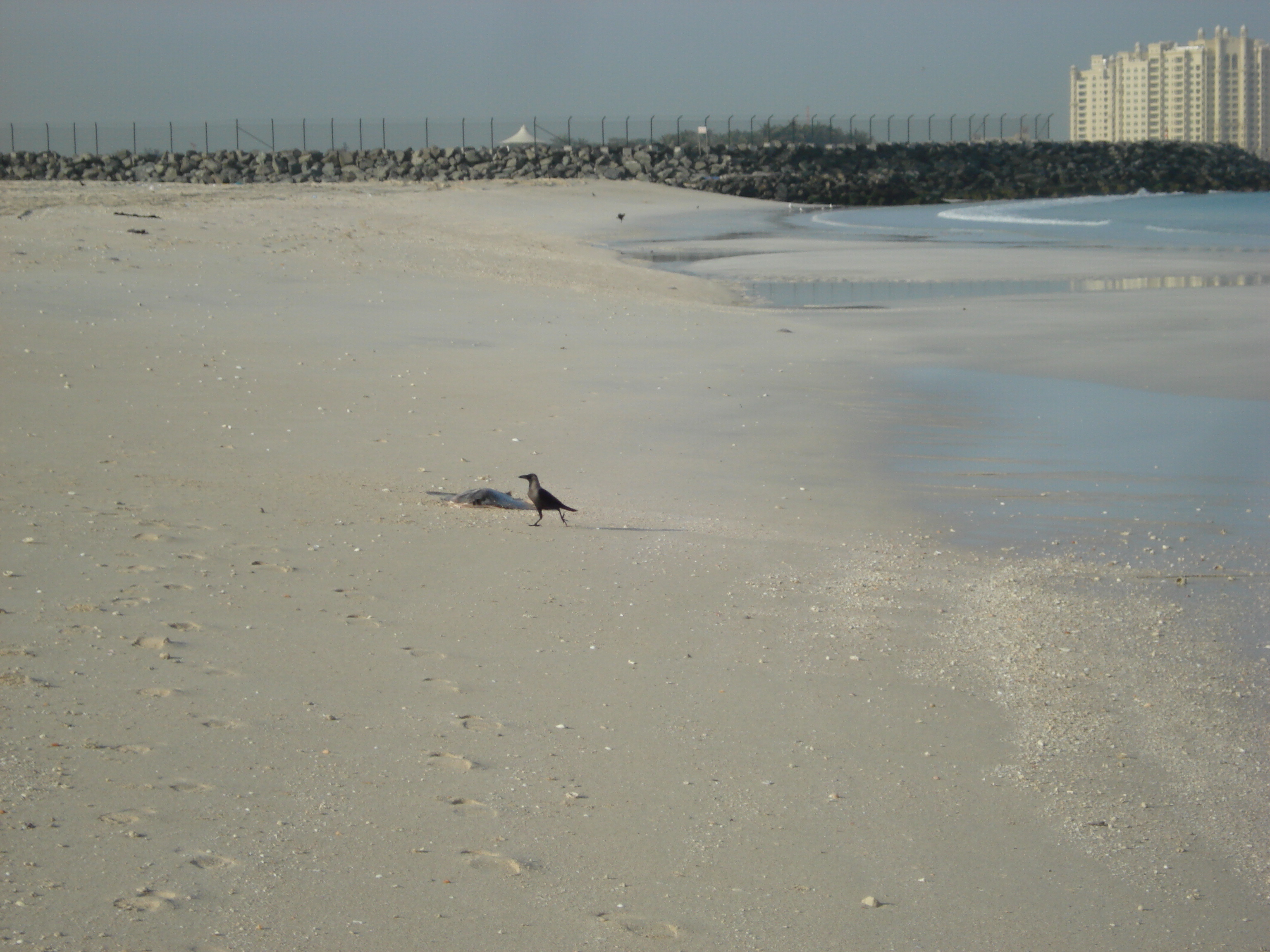 Picture United Arab Emirates Dubai Jumeirah Beach 2007-03 33 - History Jumeirah Beach